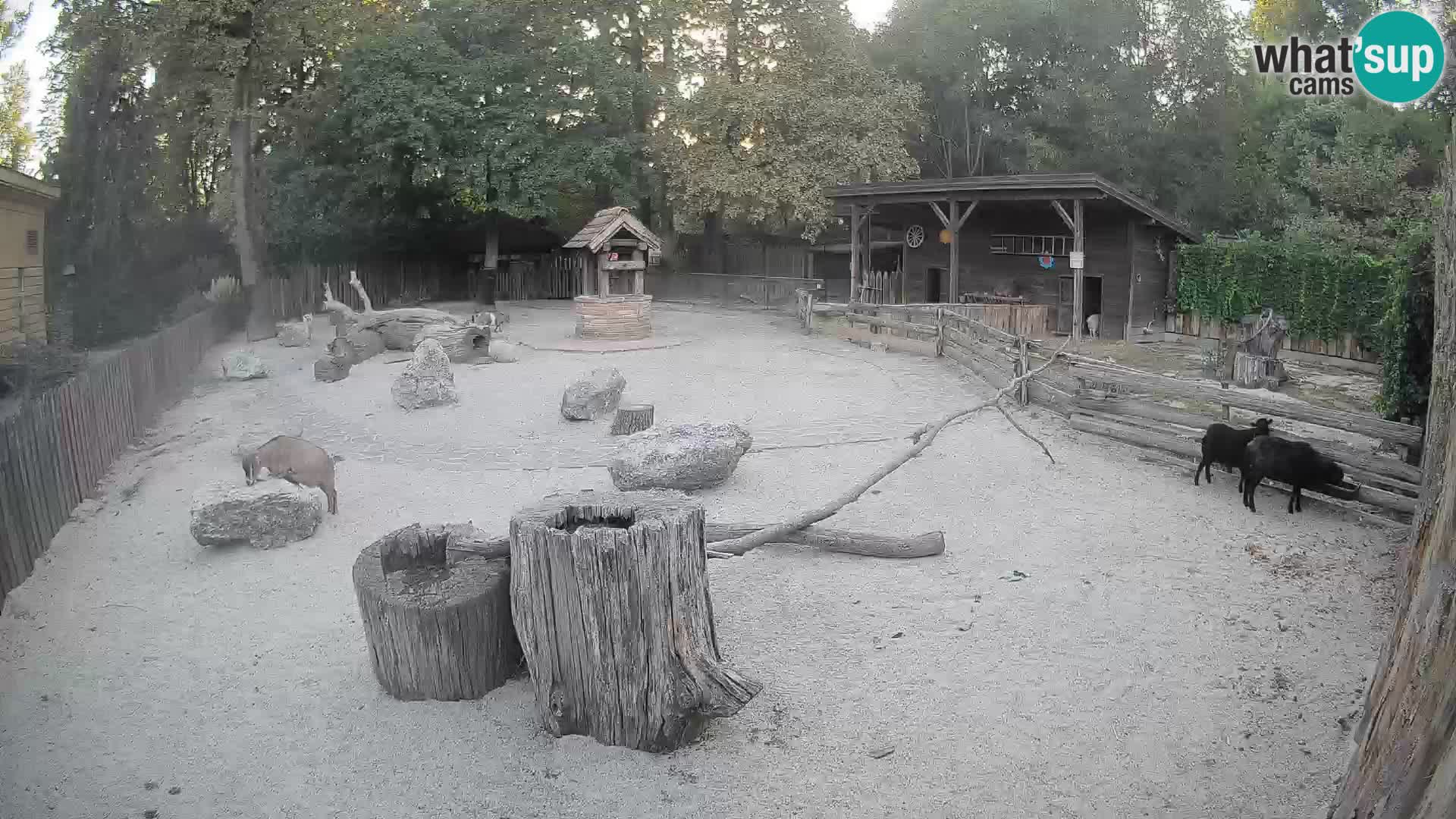 Zoo Zagreb – Rjava kapucinka