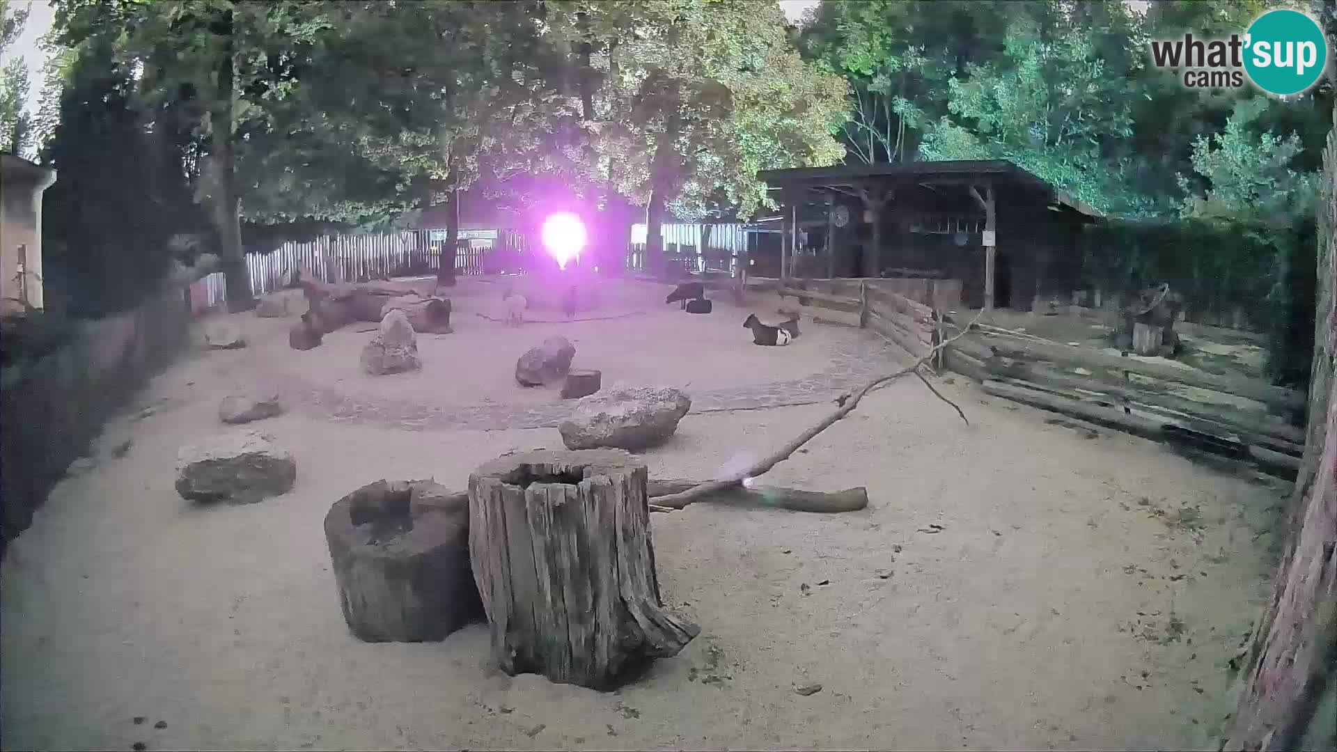 Zoo Zagreb – Brown Capuchin