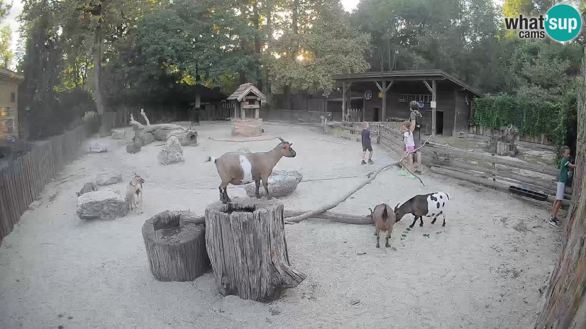 Zoo Zagreb –  Mono maicero