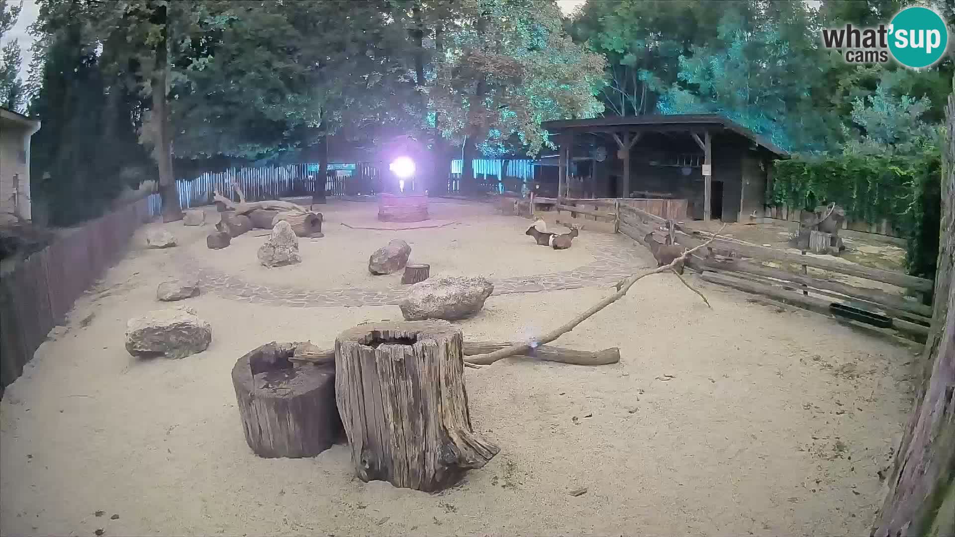 Zoo Zagreb – Brown Capuchin