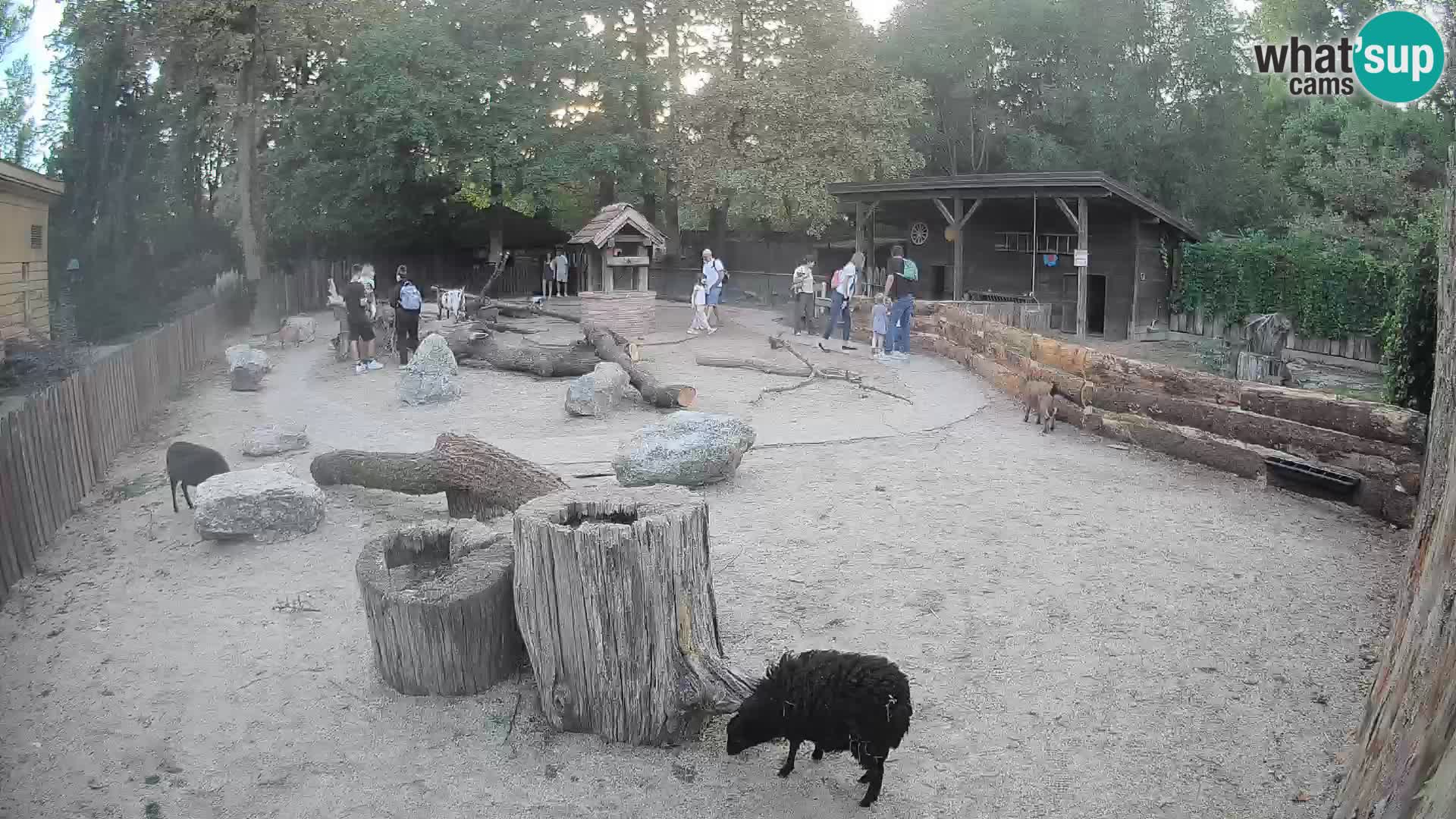 Zoo Zagreb – Brown Capuchin
