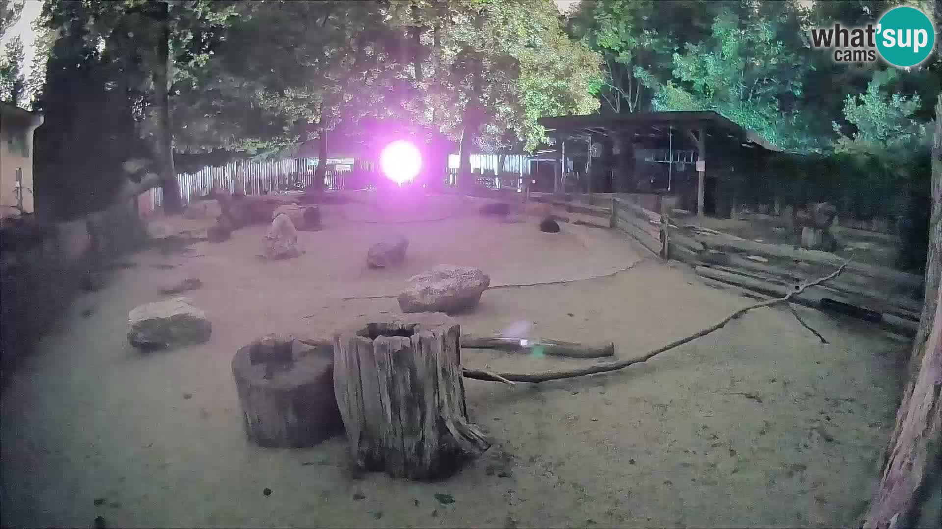Zoo Zagreb – Brown Capuchin