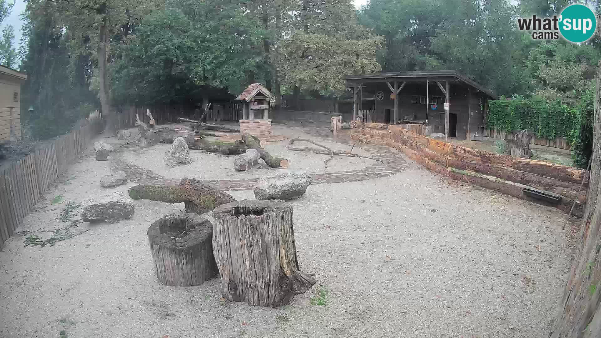 Zoo Zagreb – Brown Capuchin