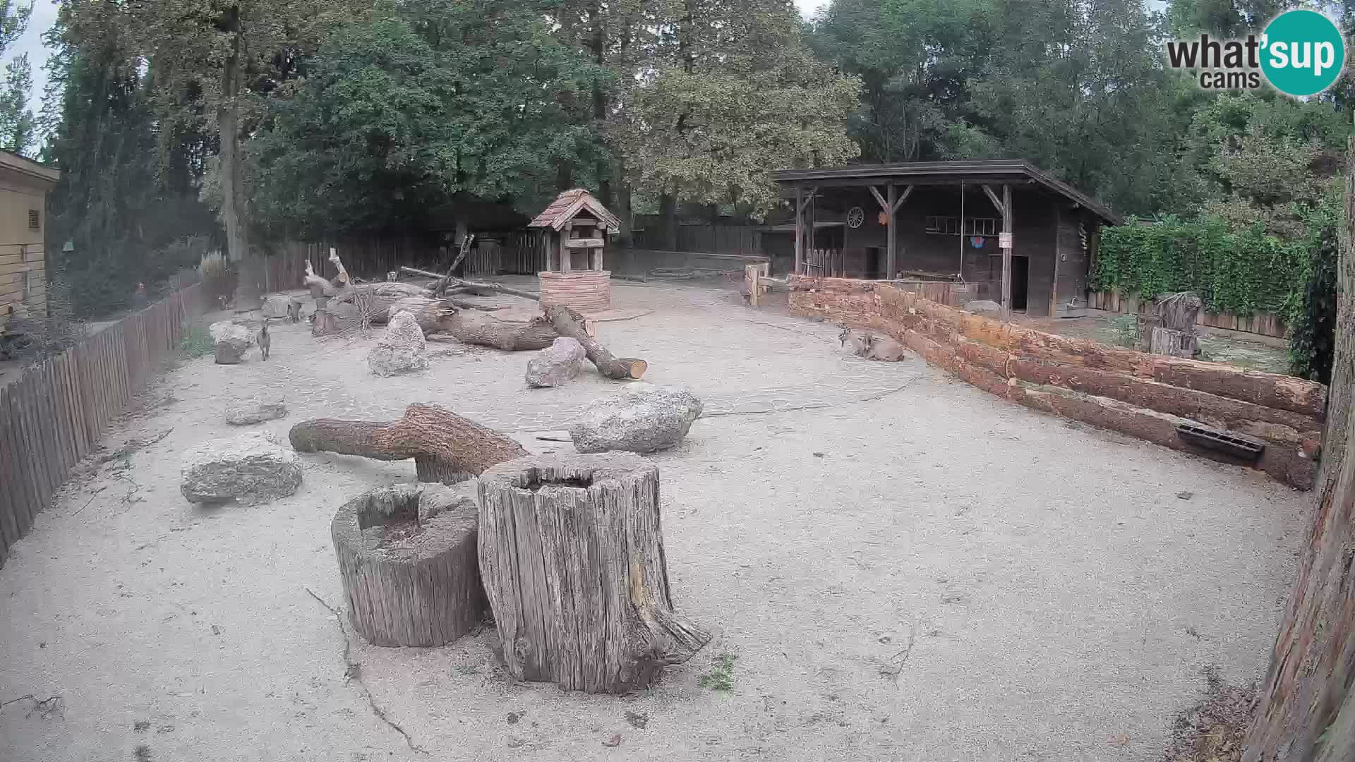 Zoo Zagreb – Haubenkapuziner