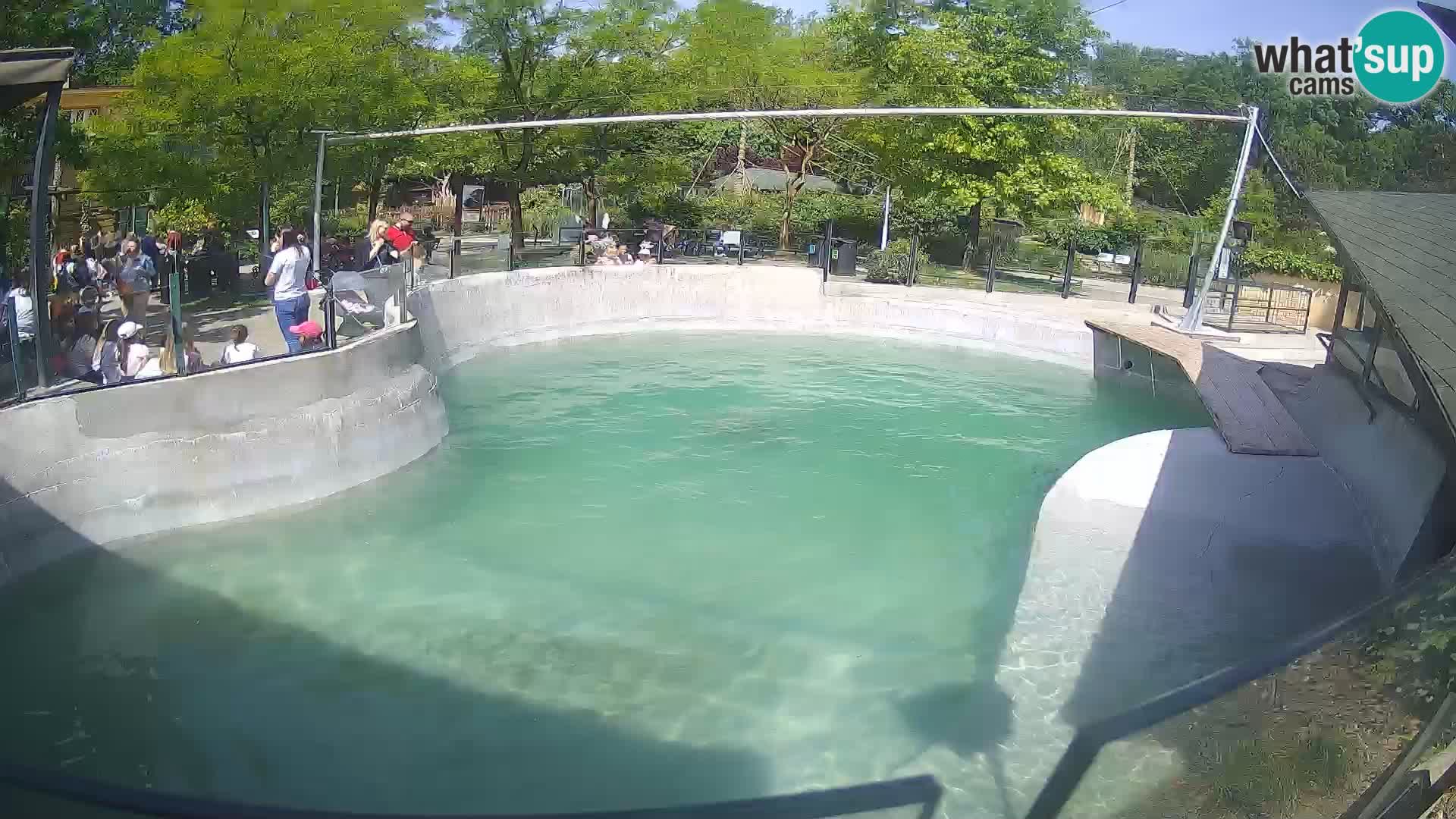 Zoo Zagreb –  León marino de California