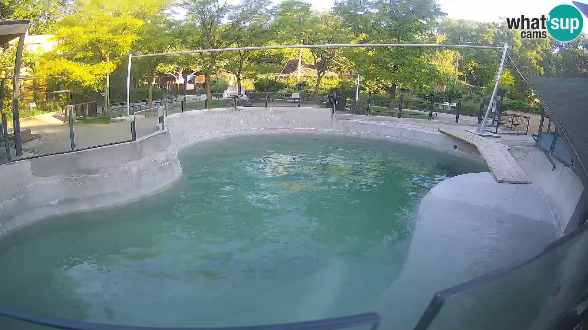 Zoo Zagreb –  León marino de California