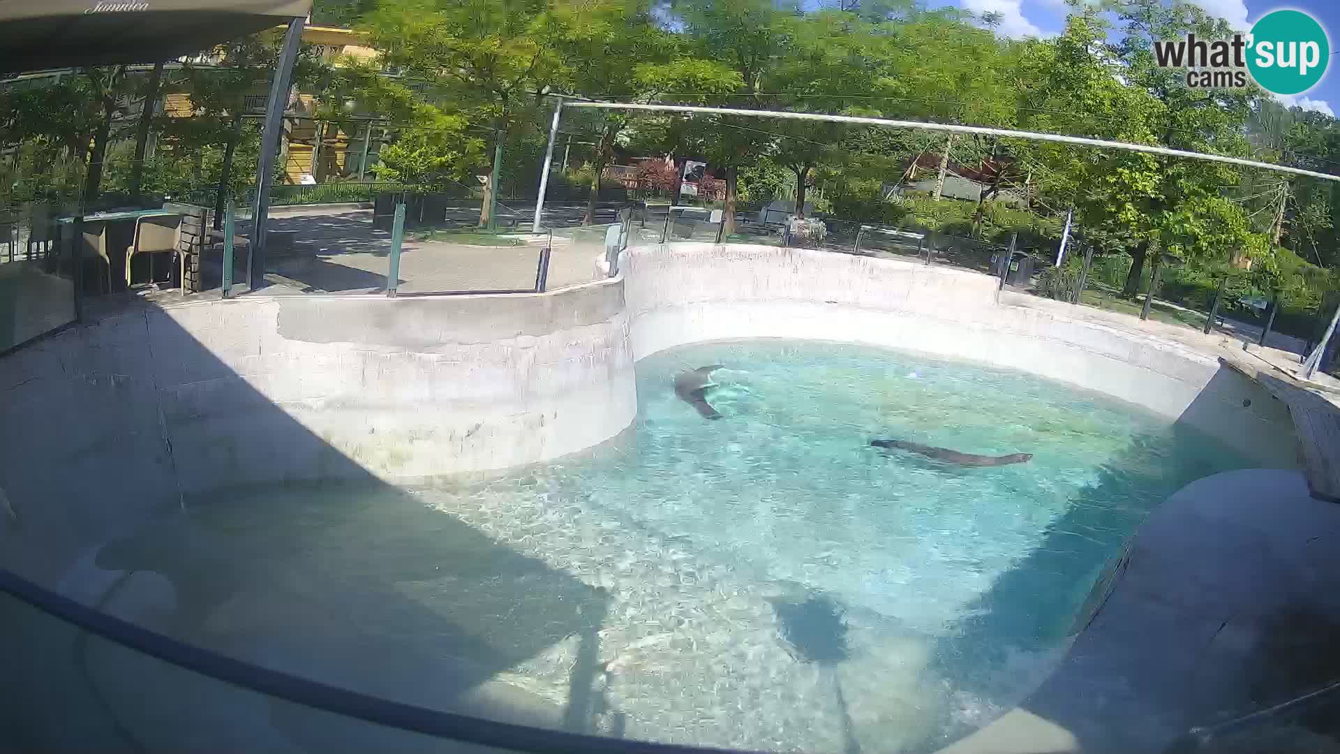Zoo Zagreb – California Sea Lion