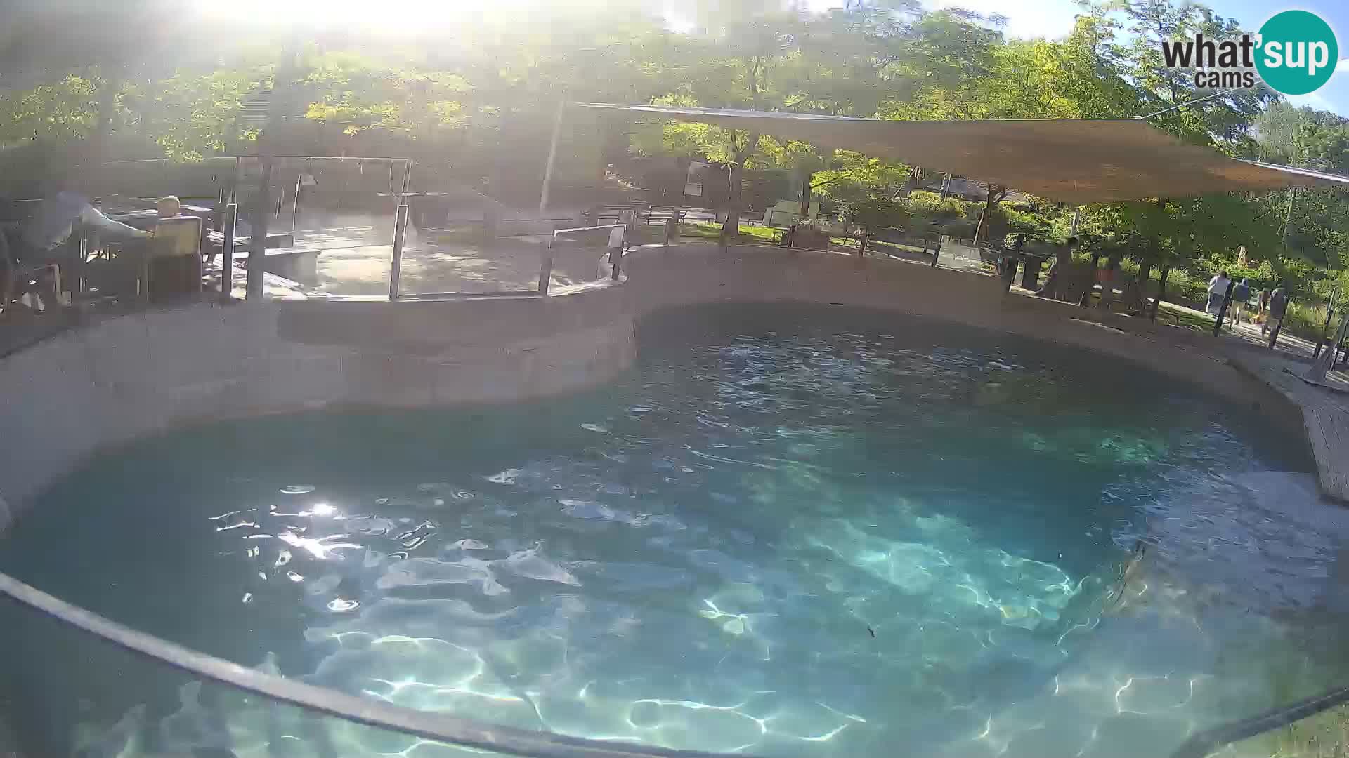 Zoo Zagreb – Otaria della California