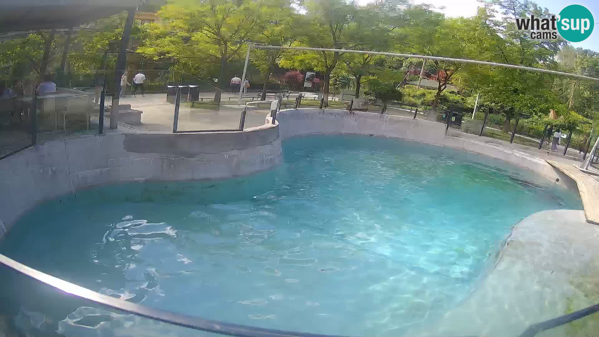 Zoo Zagreb – Kalifornijski morski lev
