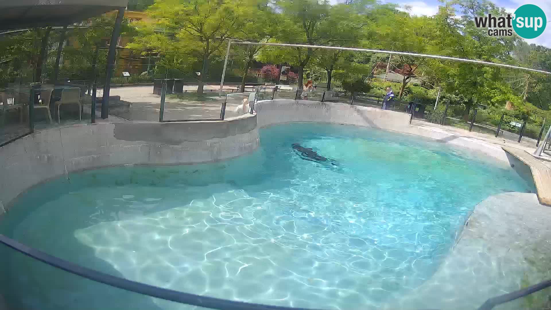 Zoo Zagreb – Kalifornijski morski lav