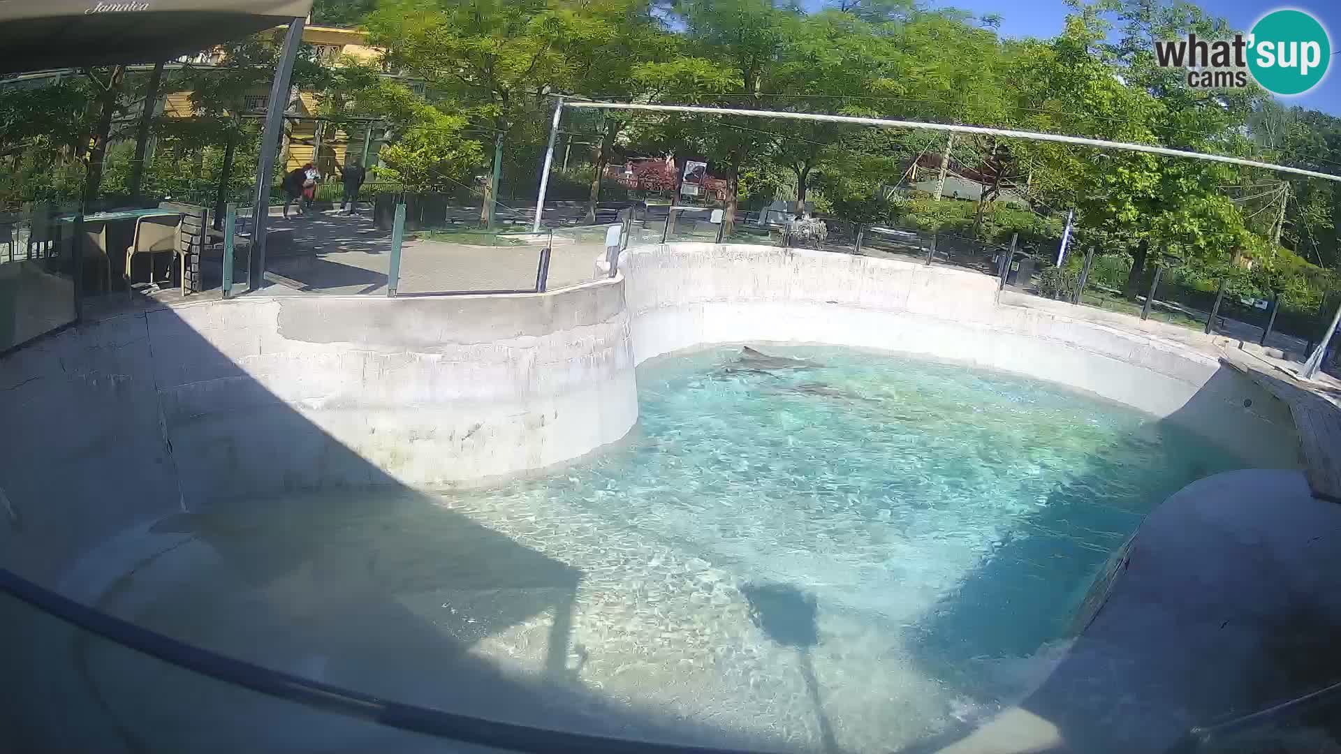 Zoo Zagreb – Otaria della California