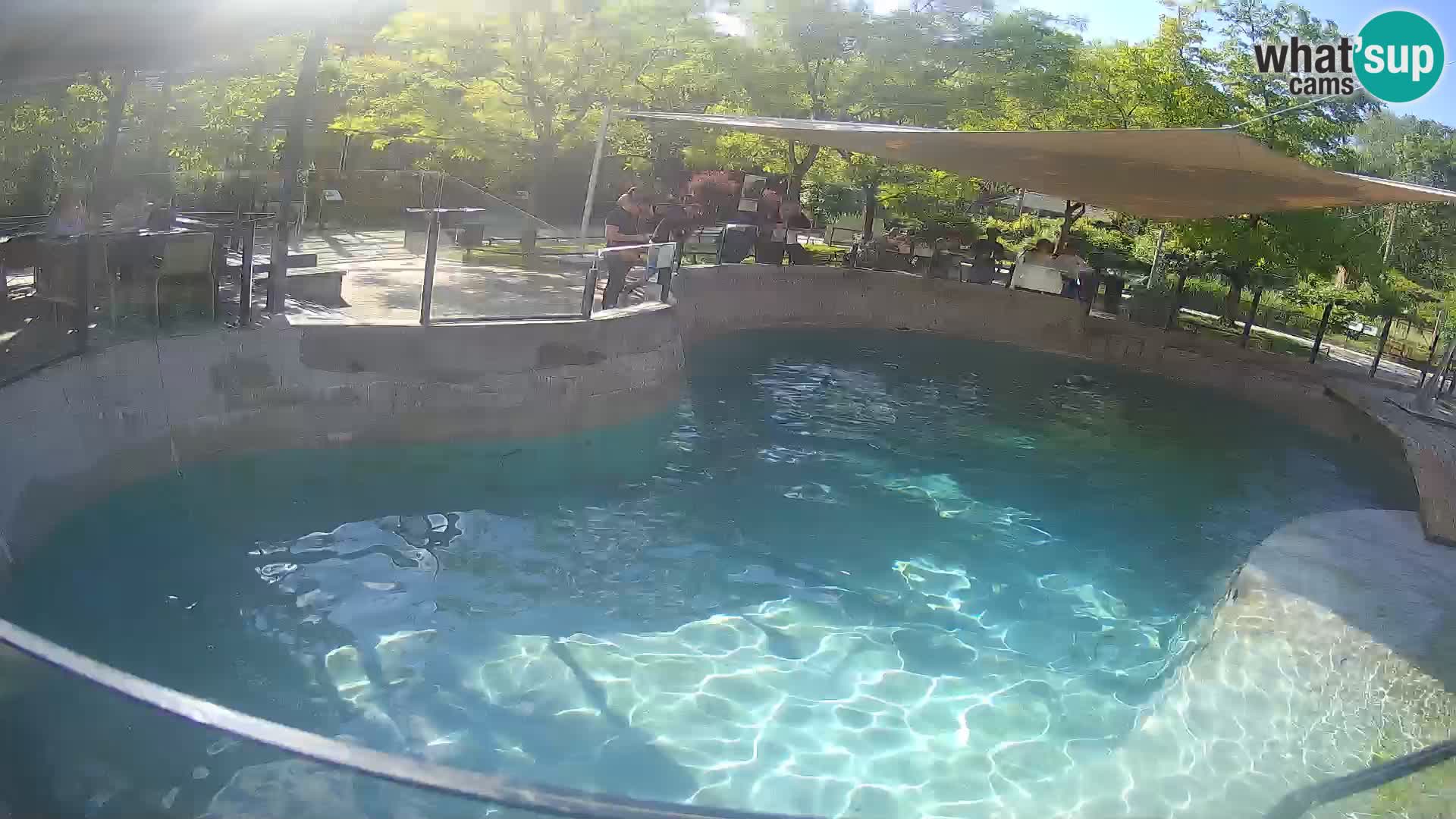Zoo Zagreb – California Sea Lion