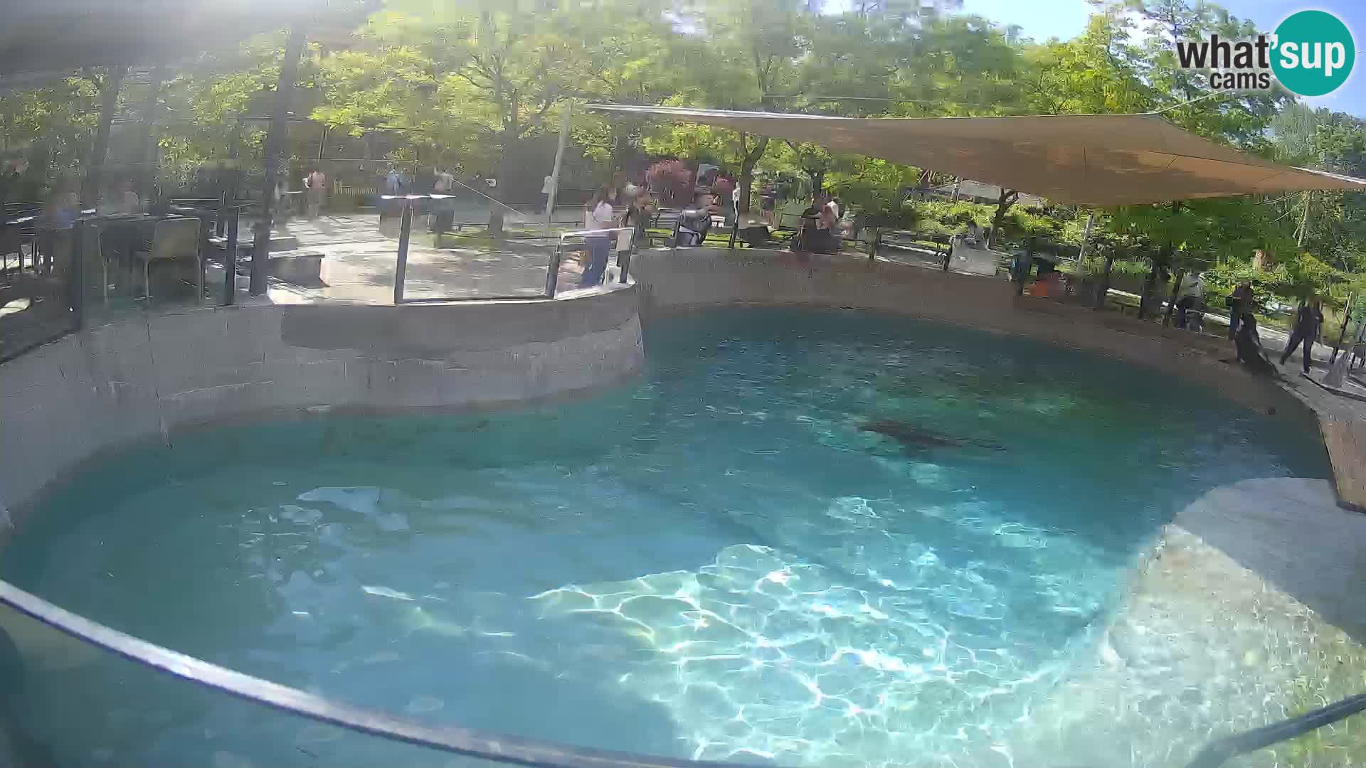 Zoo Zagreb – Kalifornischer Seelöwe