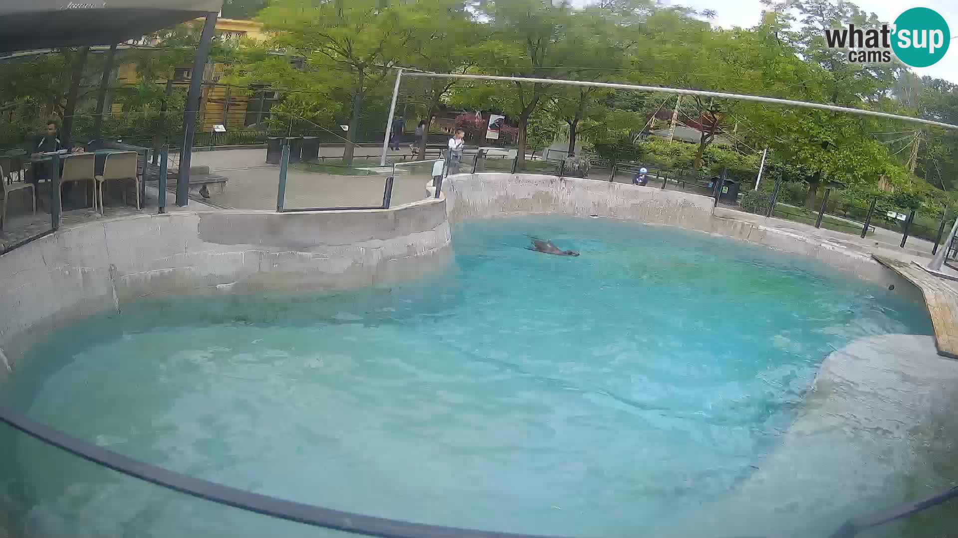 Zoo Zagreb – Kalifornijski morski lav