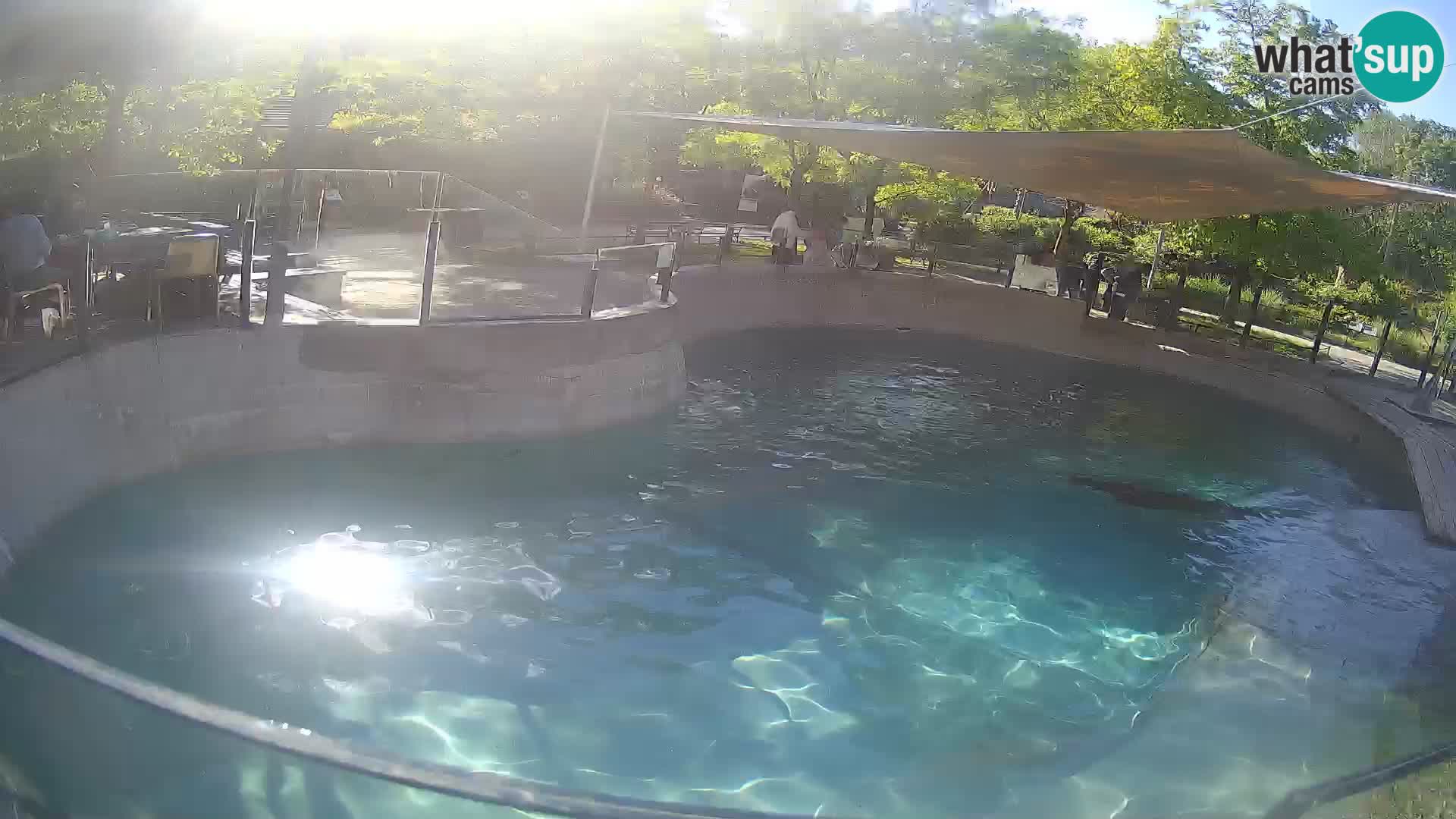 Zoo Zagreb – California Sea Lion