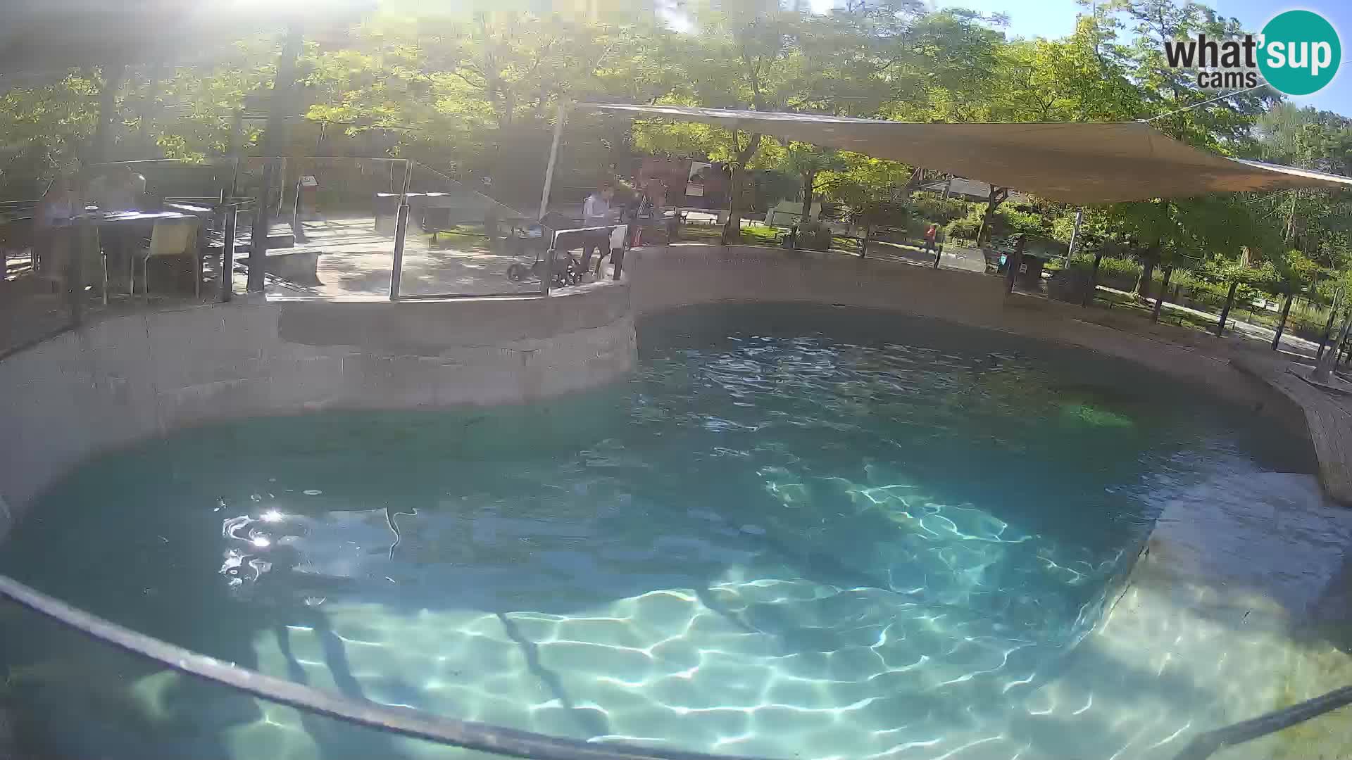 Zoo Zagreb – Kalifornischer Seelöwe