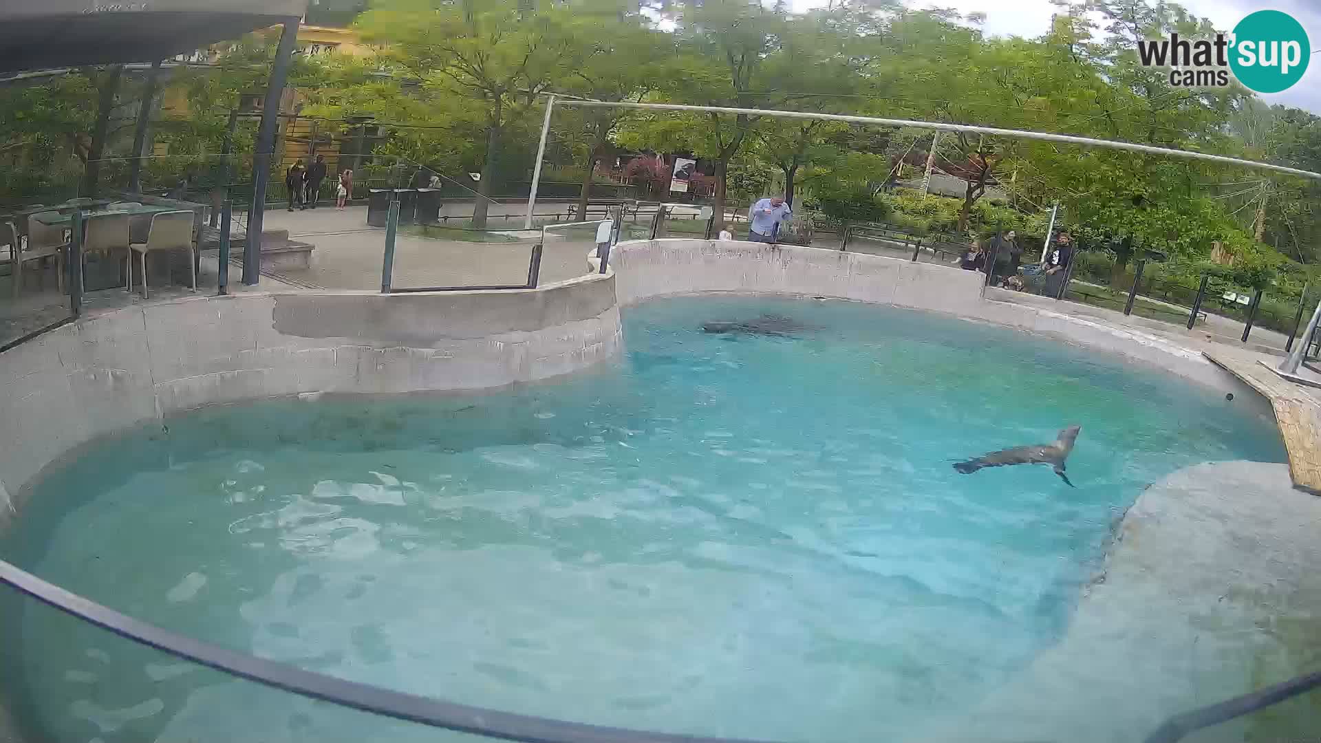 Zoo Zagreb – Kalifornijski morski lev