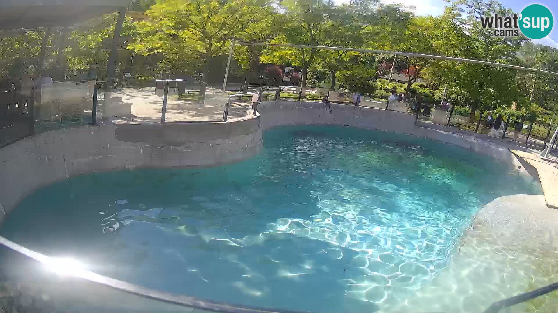 Zoo Zagreb – Kalifornijski morski lev
