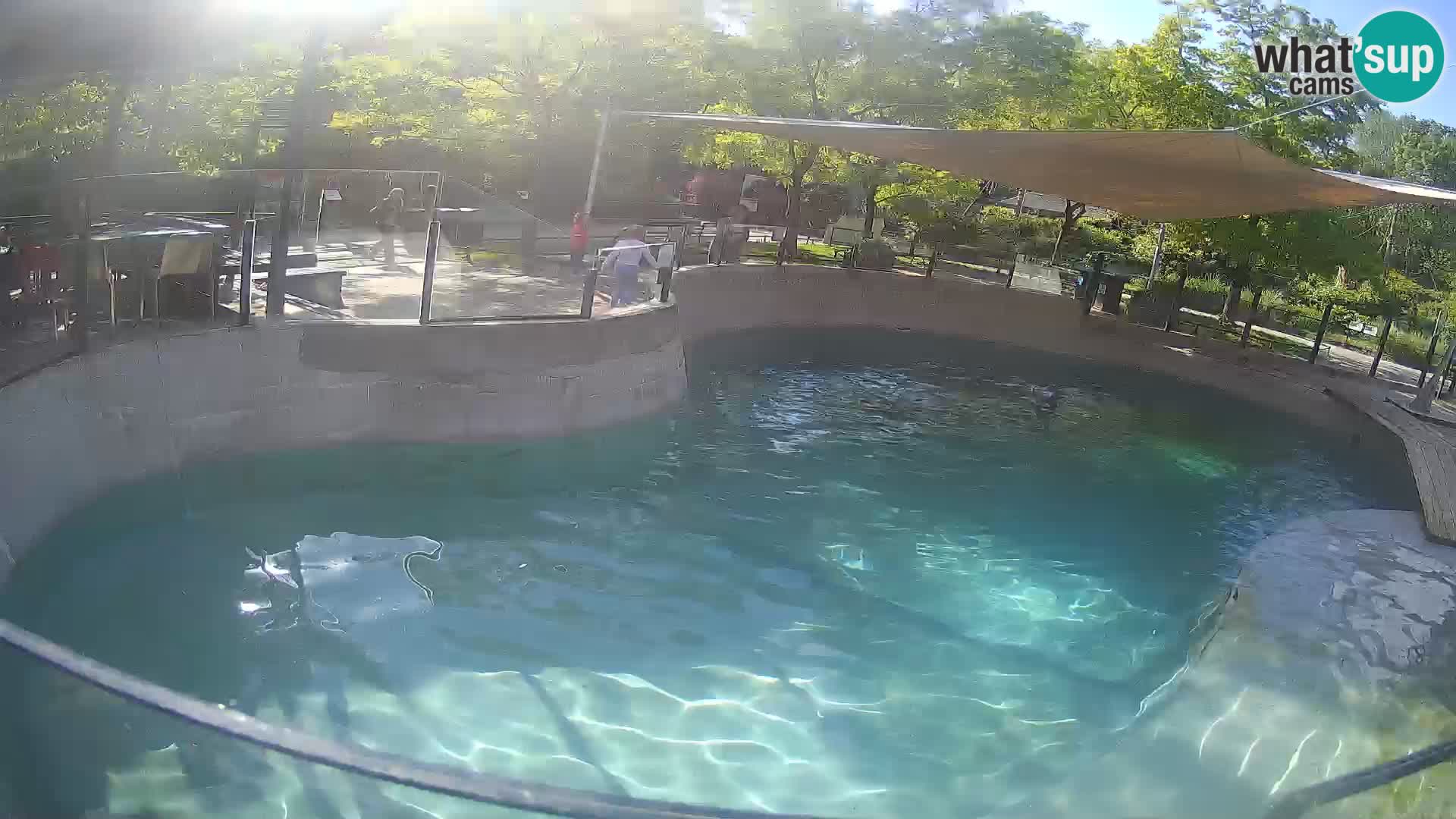 Zoo Zagreb – Otaria della California