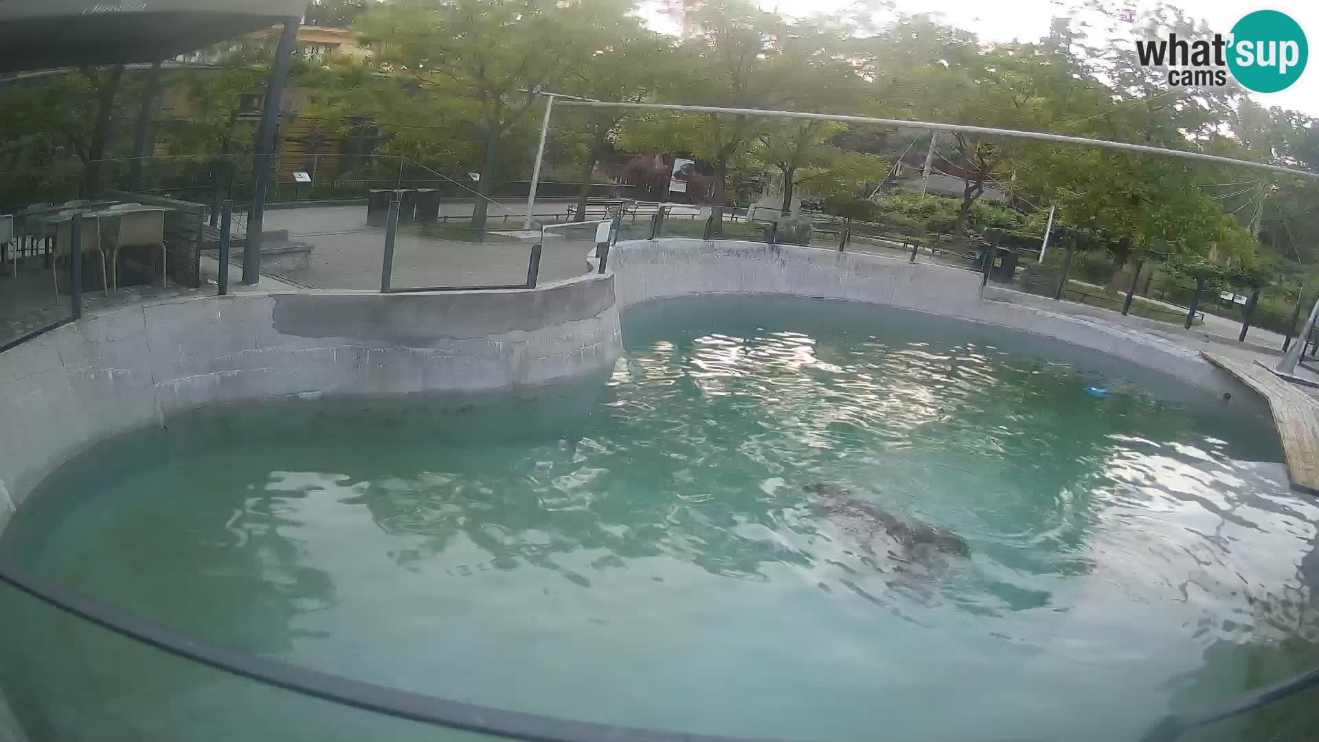 Zoo Zagreb – California Sea Lion