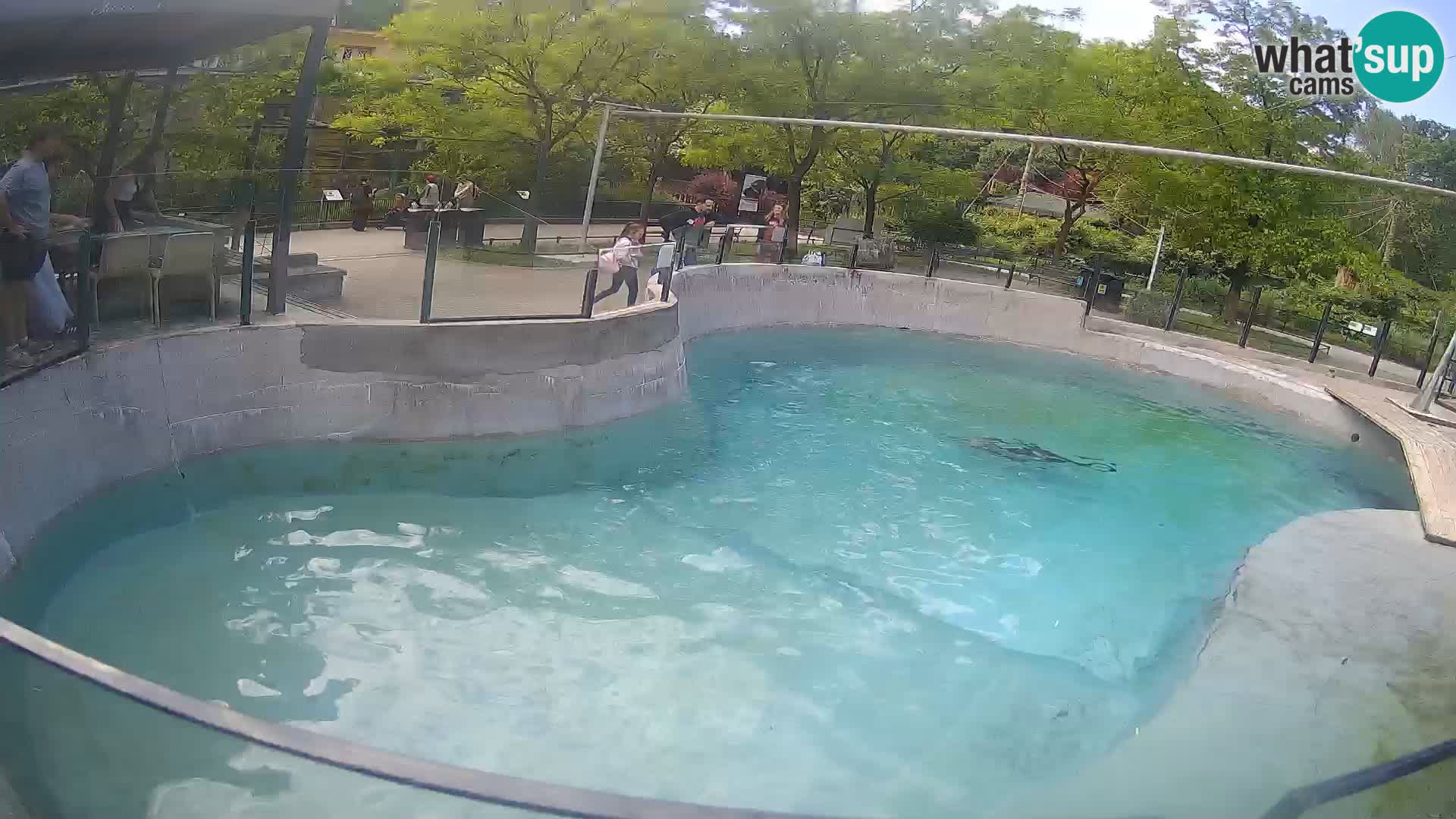 Zoo Zagreb – California Sea Lion