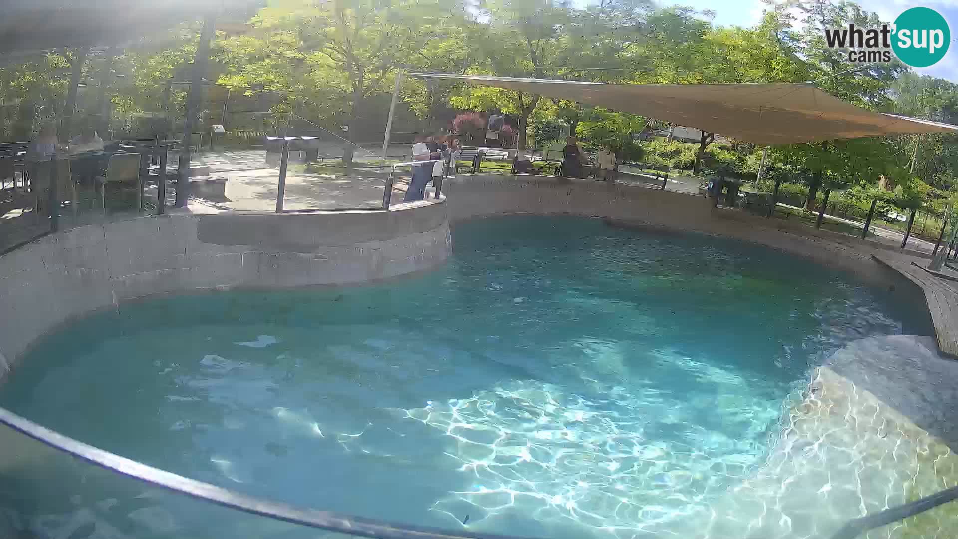 Zoo Zagreb – California Sea Lion