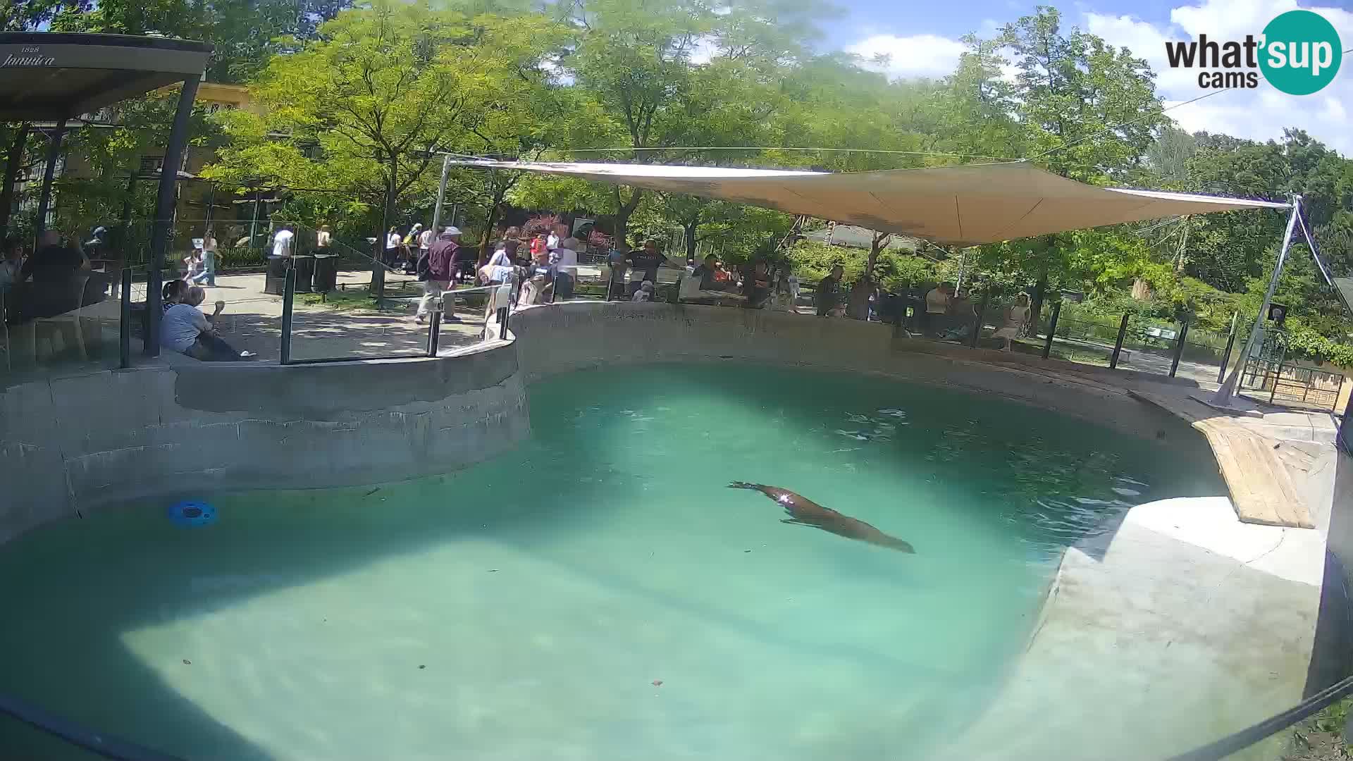 Zoo Zagreb – Otaria della California