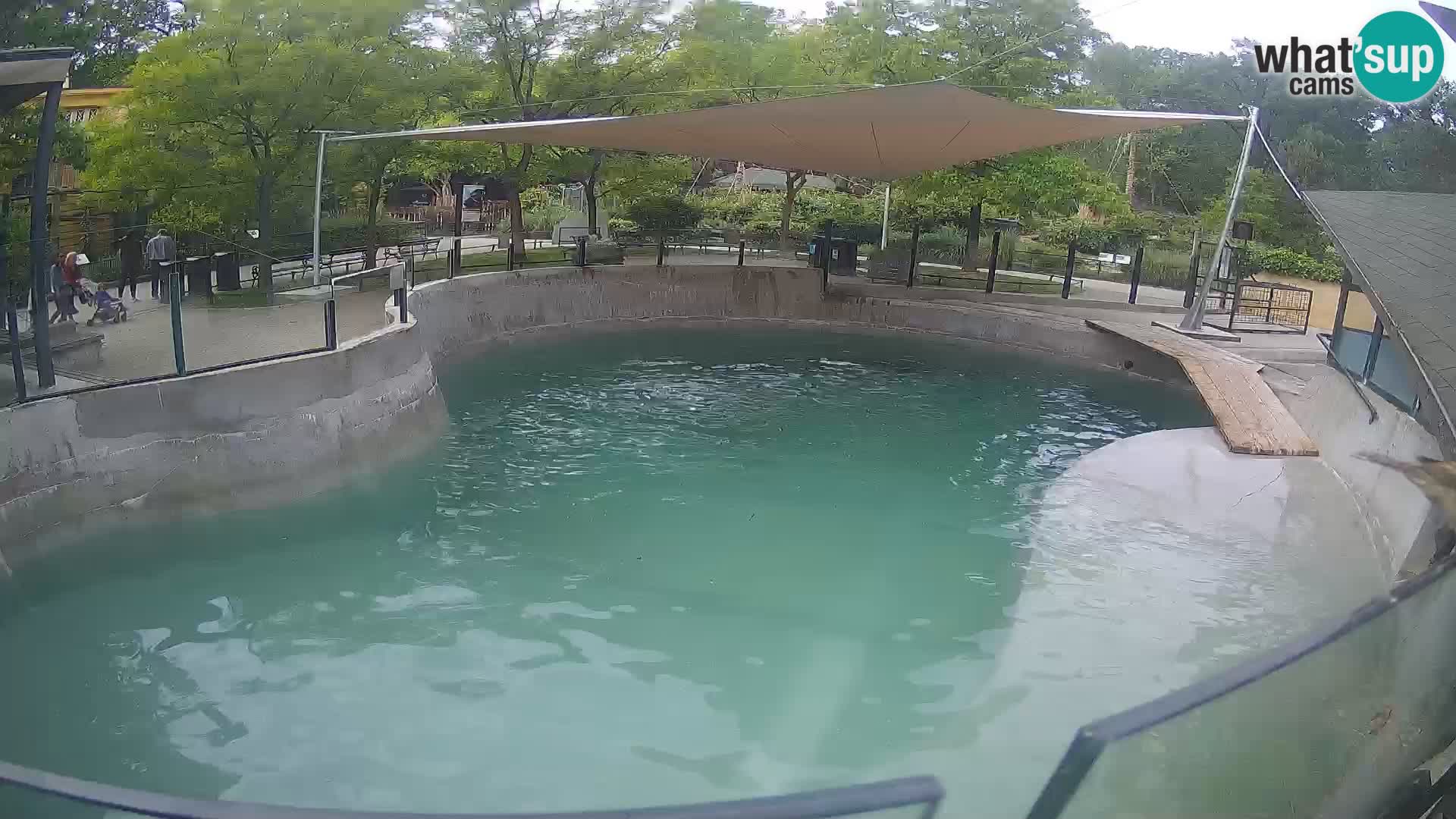 Zoo Zagreb – Kalifornischer Seelöwe