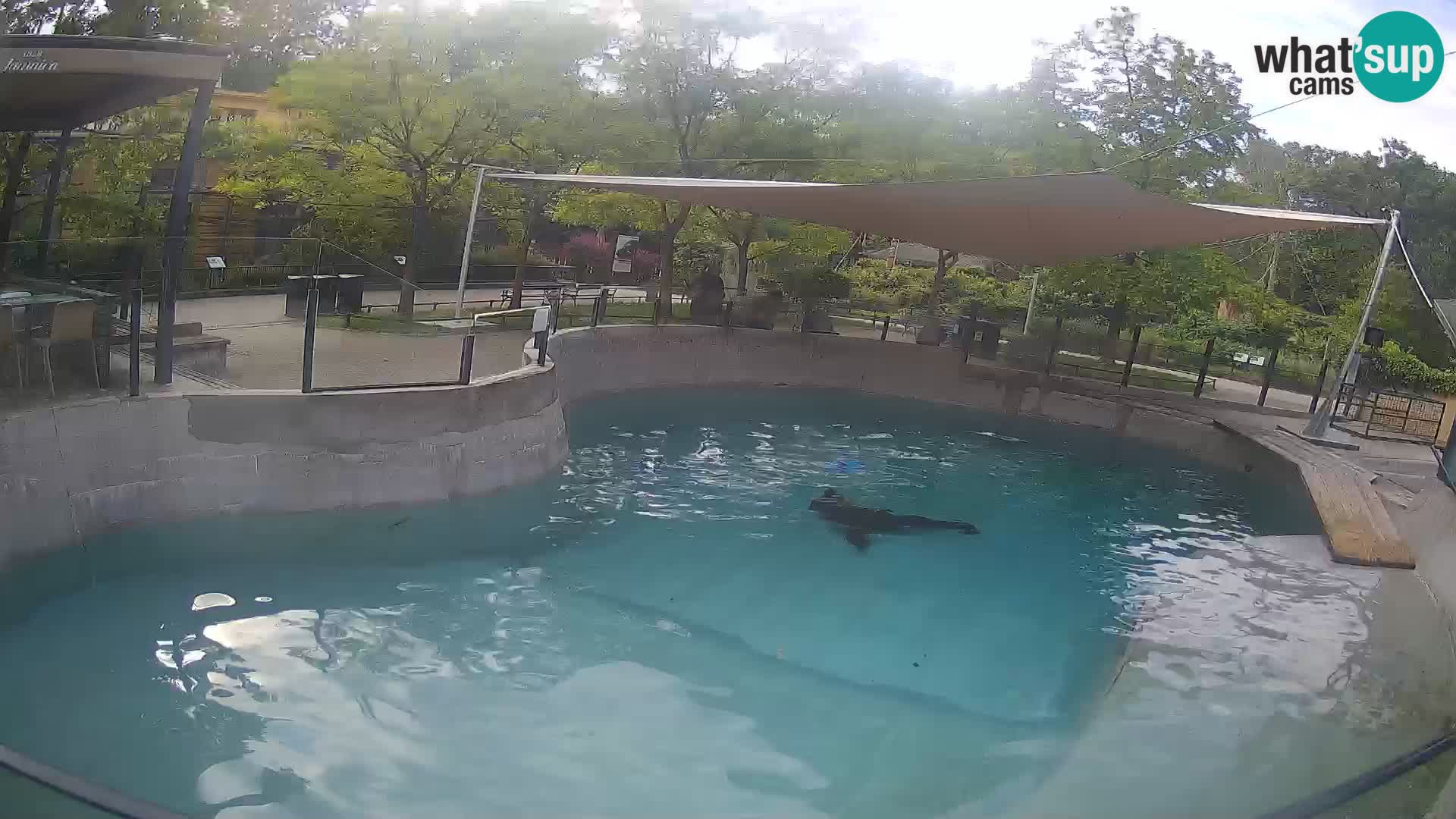 Zoo Zagreb – Kalifornischer Seelöwe