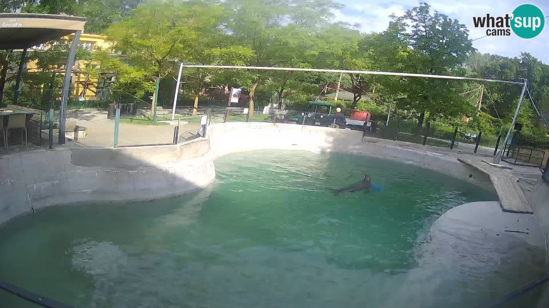 Zoo Zagreb – Kalifornijski morski lev