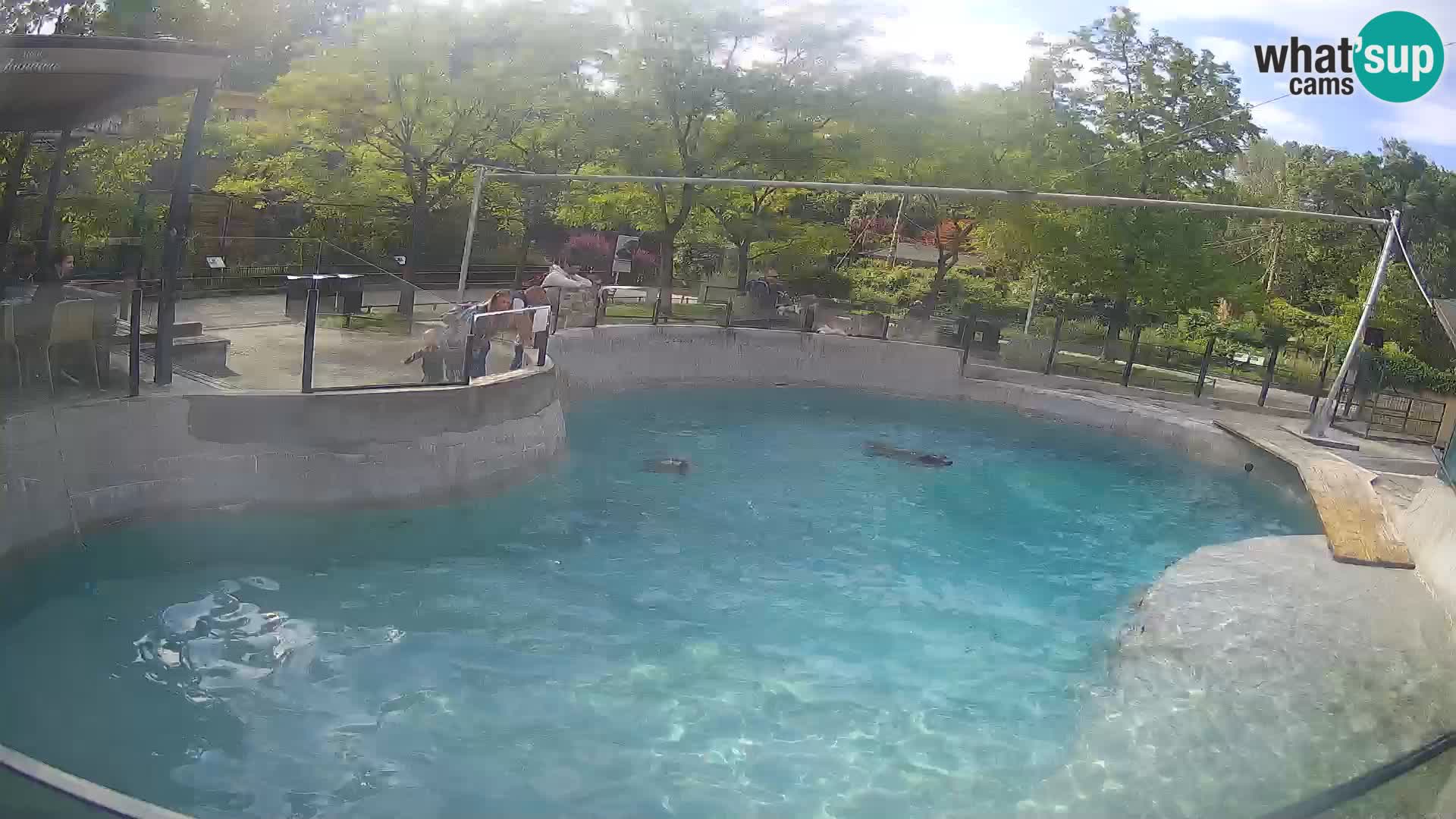Zoo Zagreb – Otaria della California