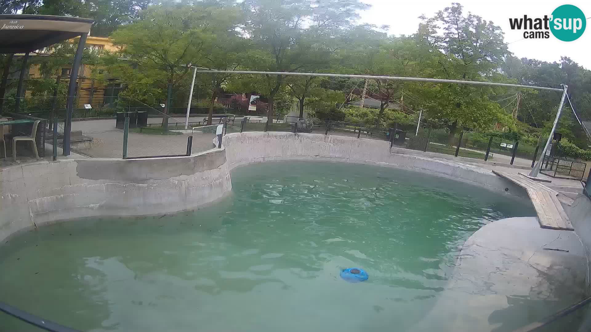 Zoo Zagreb – Kalifornijski morski lav