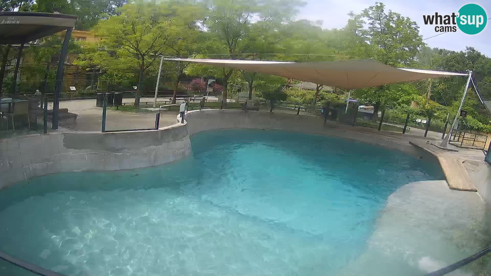 Zoo Zagreb – California Sea Lion