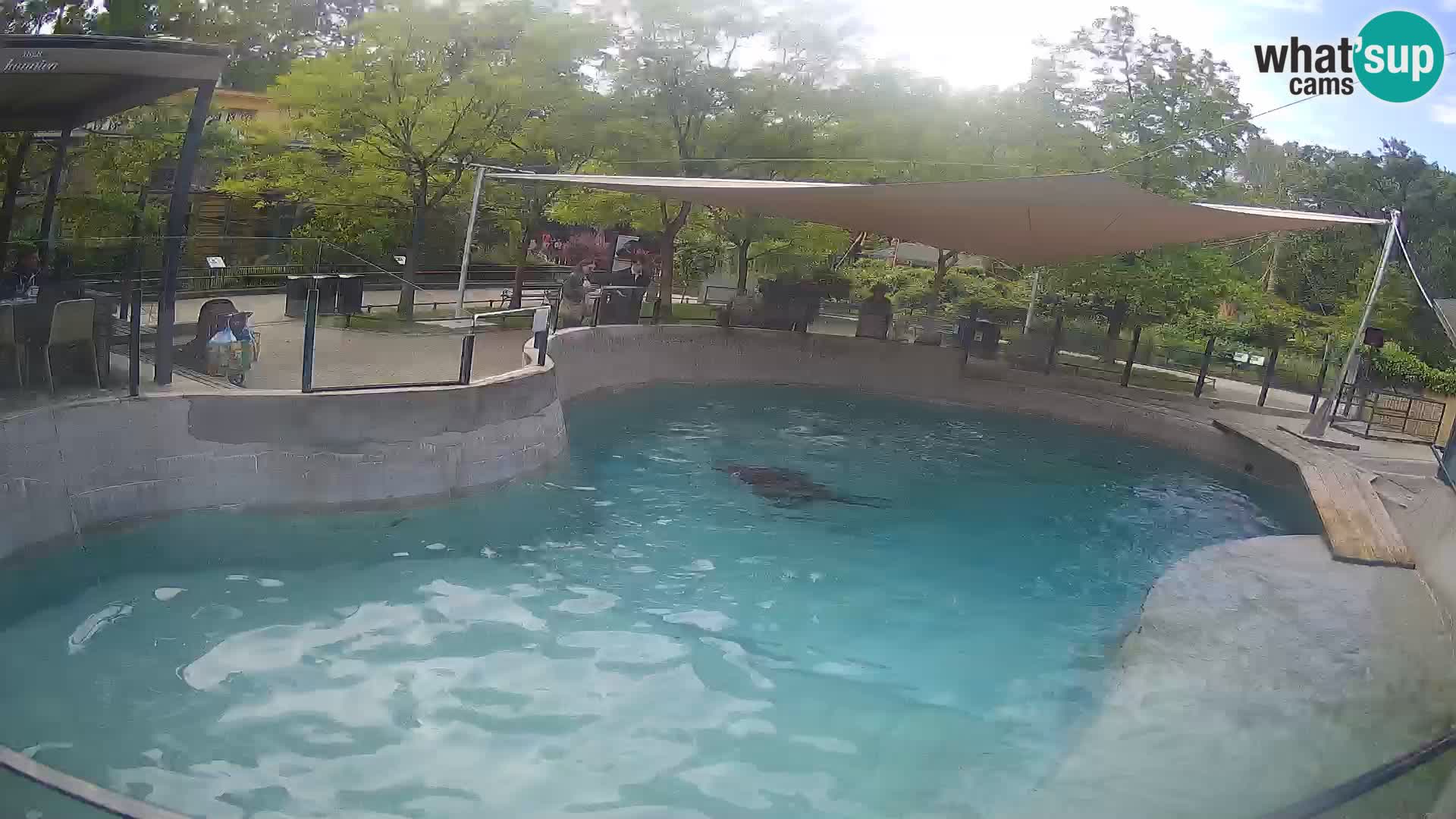 Zoo Zagreb – California Sea Lion