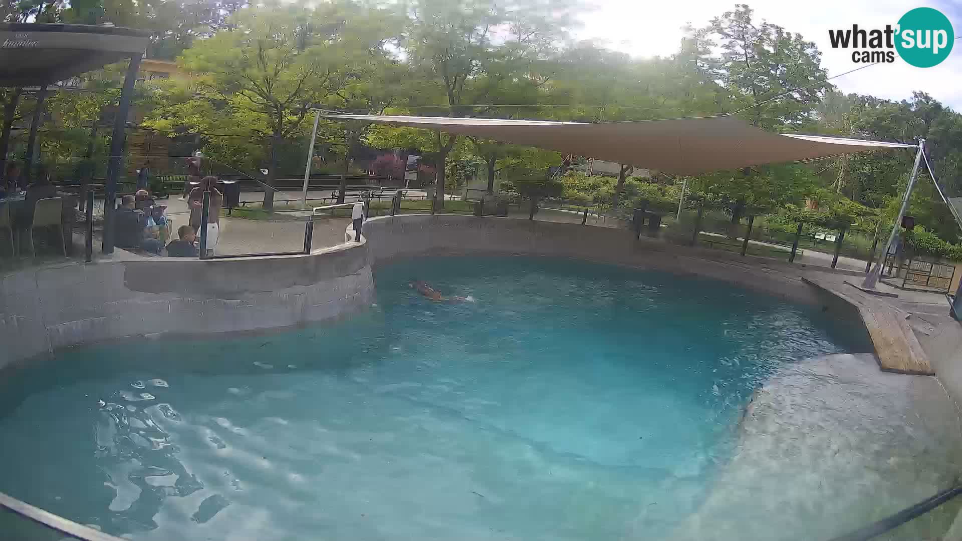 Zoo Zagreb – California Sea Lion