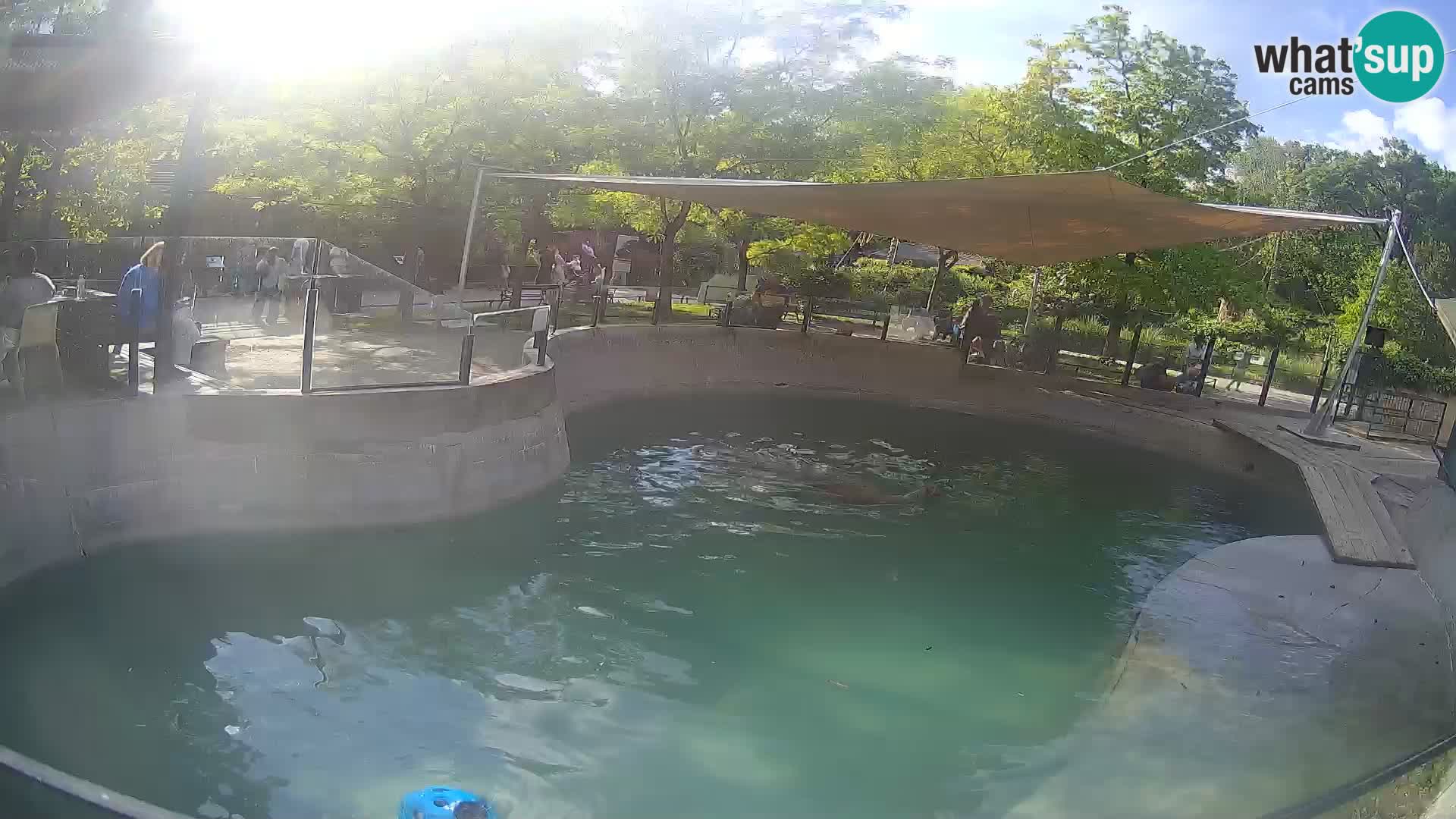 Zoo Zagreb – California Sea Lion