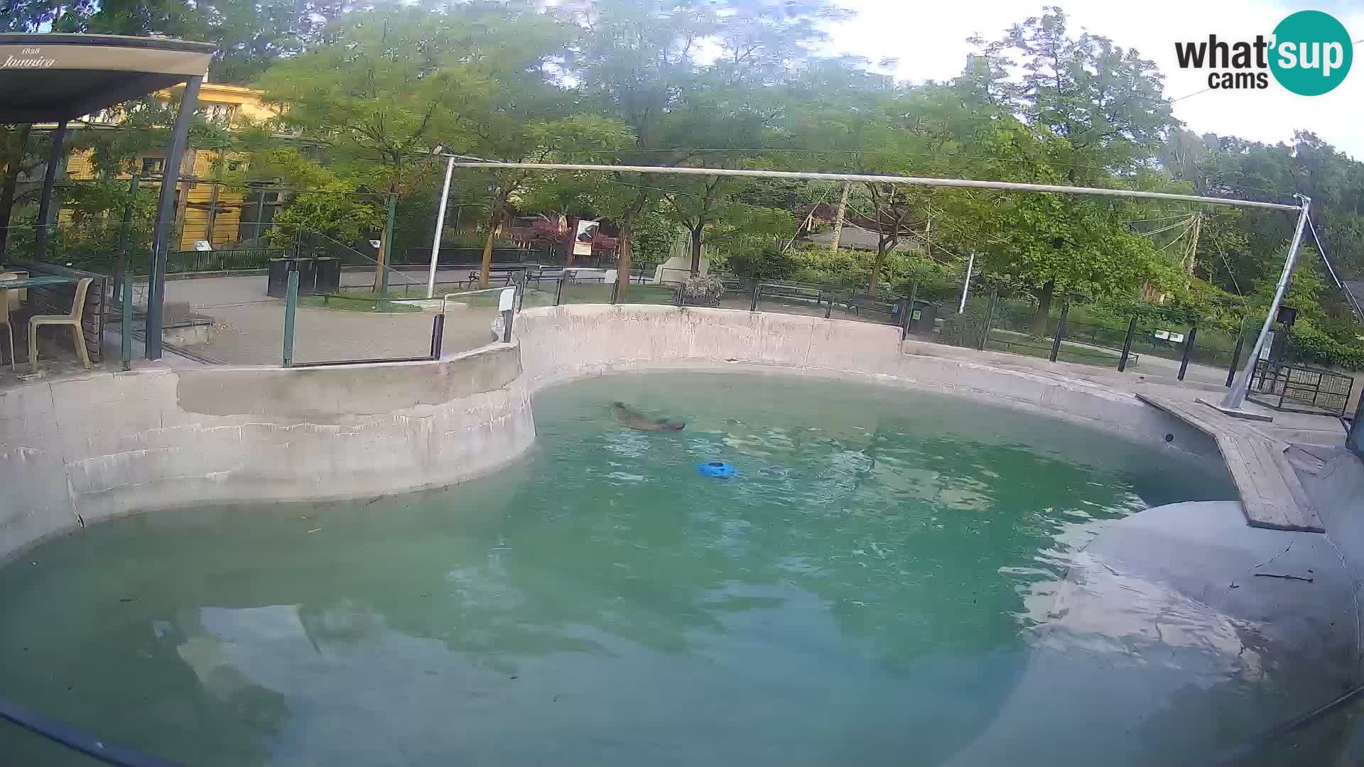 Zoo Zagreb – Otarie de Californie