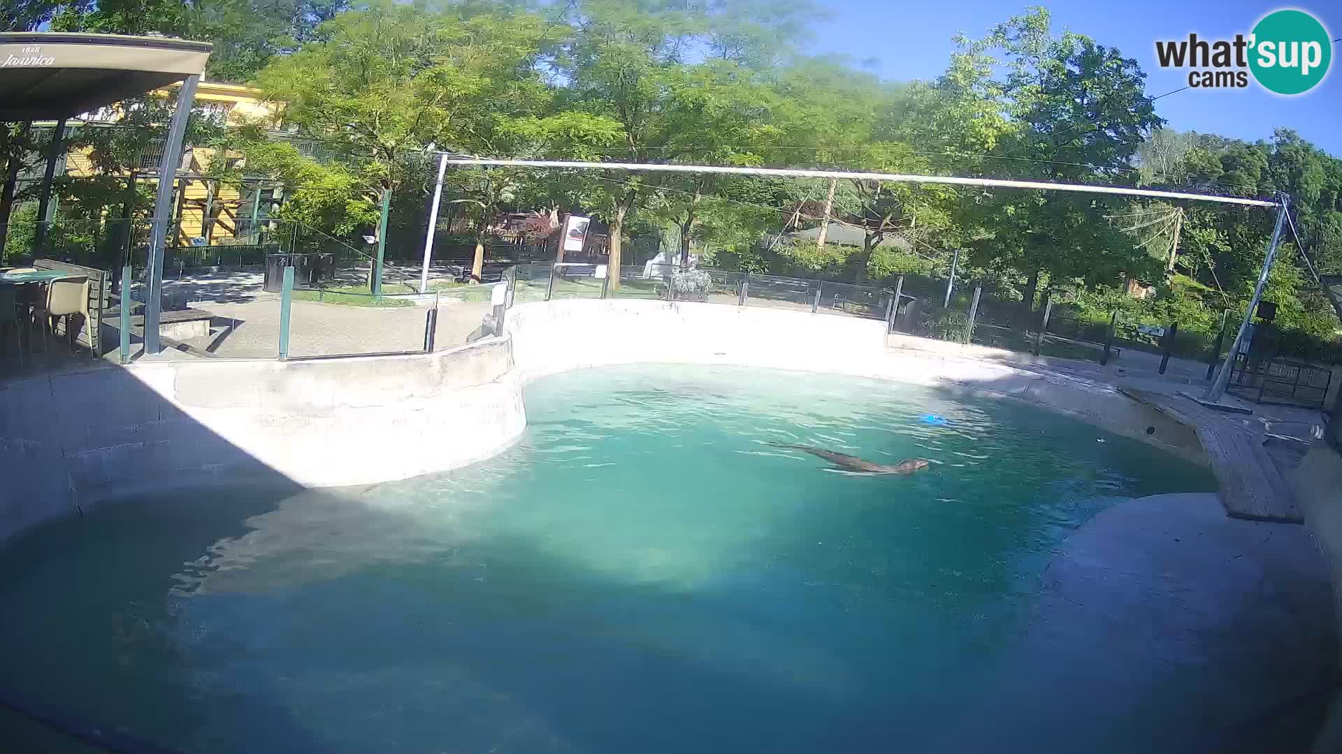 Zoo Zagreb – Kalifornijski morski lev