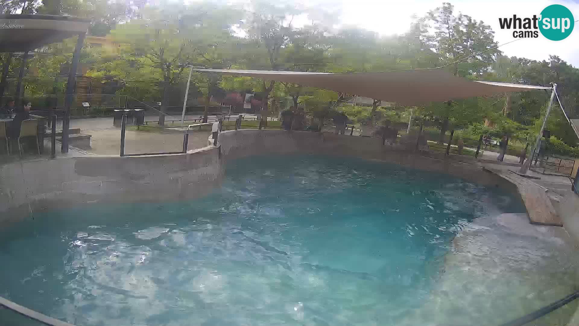 Zoo Zagreb – California Sea Lion