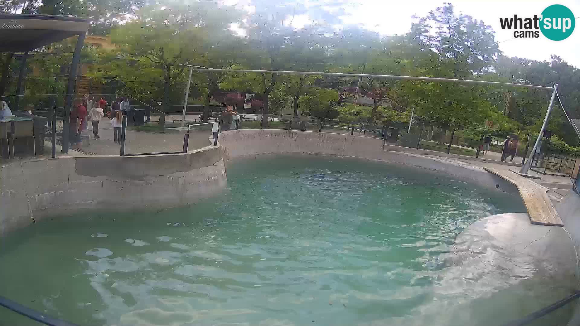 Zoo Zagreb – Kalifornischer Seelöwe