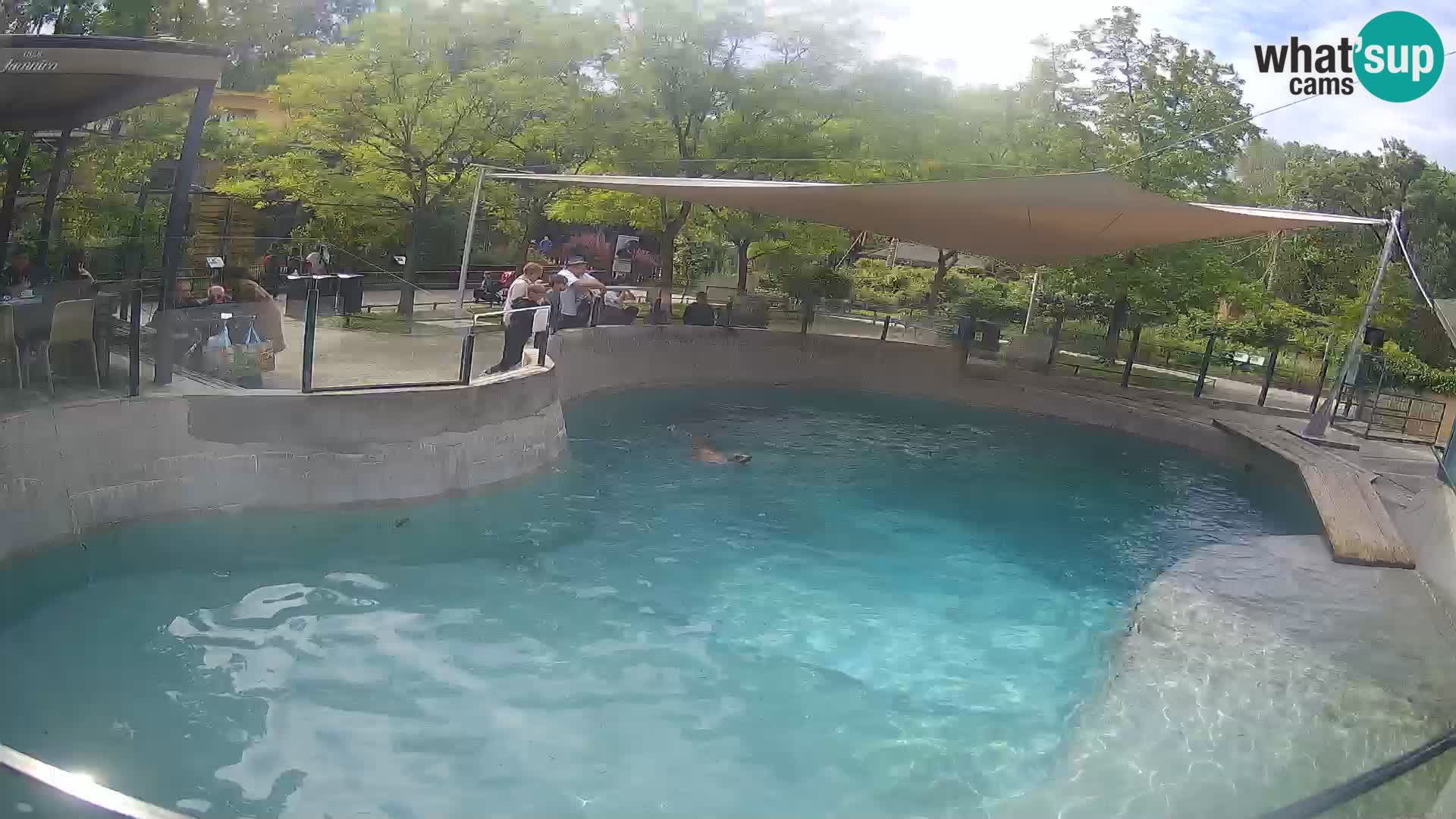 Zoo Zagreb – Kalifornischer Seelöwe