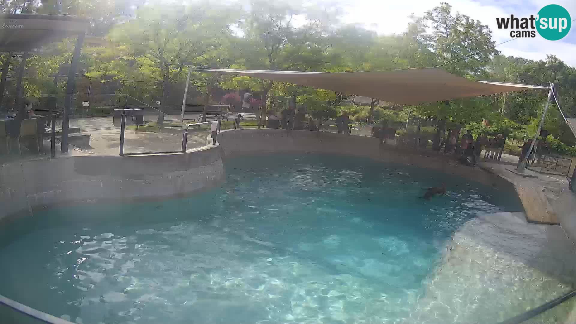 Zoo Zagreb – California Sea Lion