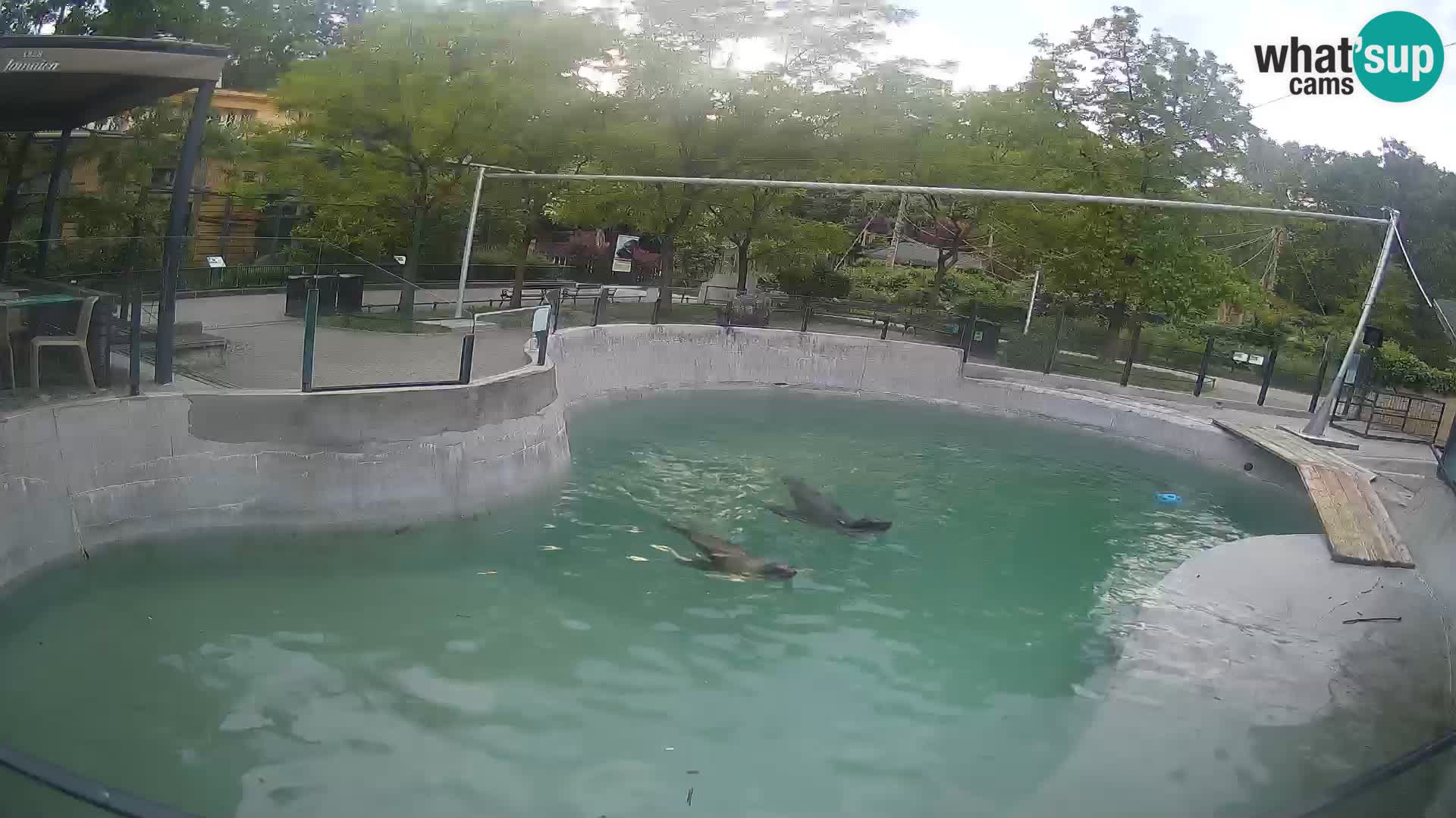 Zoo Zagreb – California Sea Lion