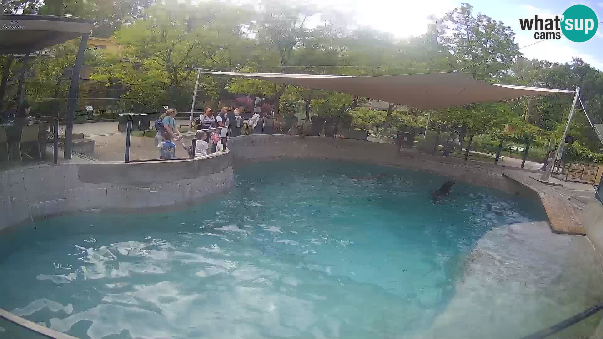 Zoo Zagreb – Otaria della California
