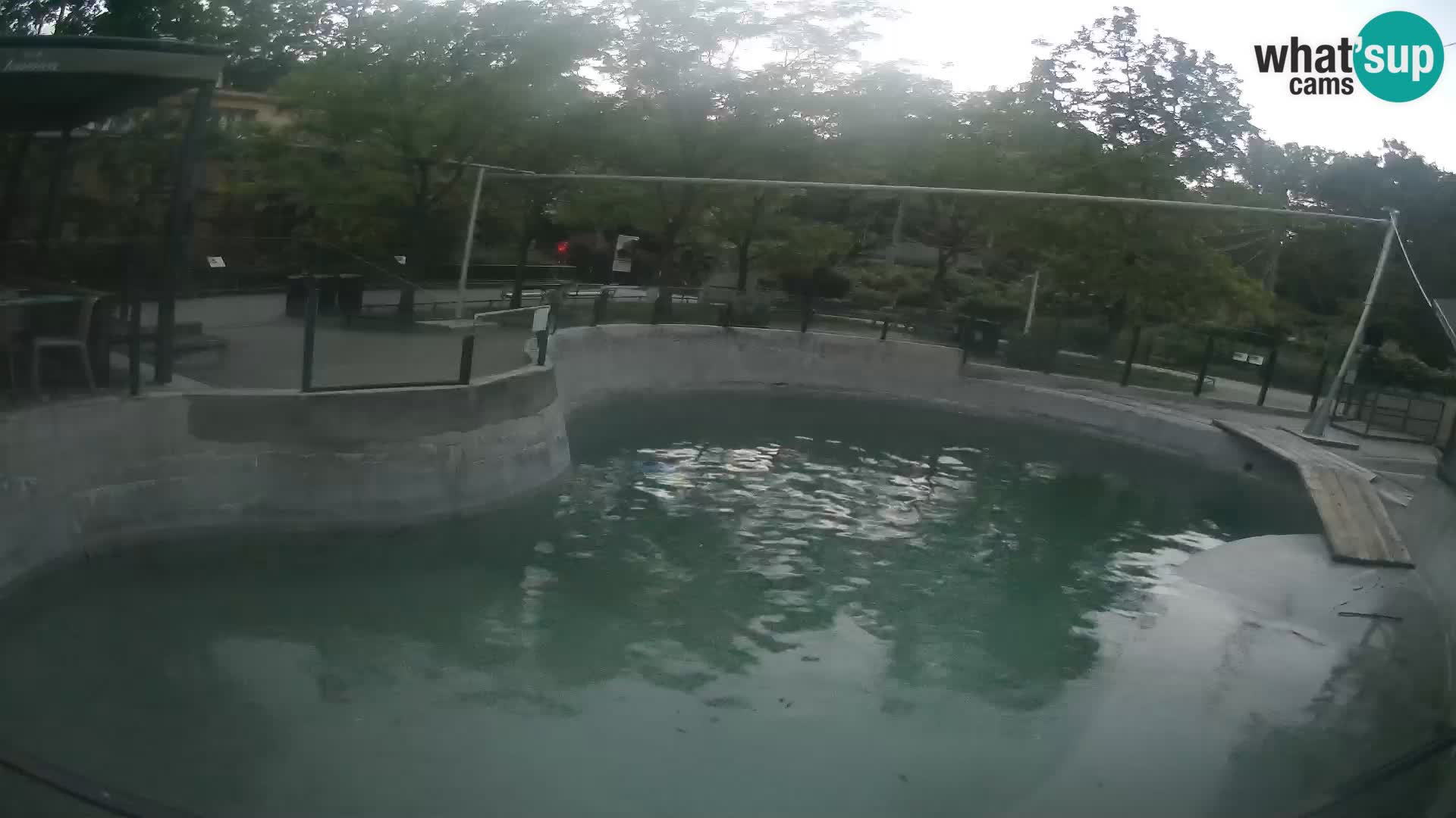 Zoo Zagreb – Kalifornijski morski lav