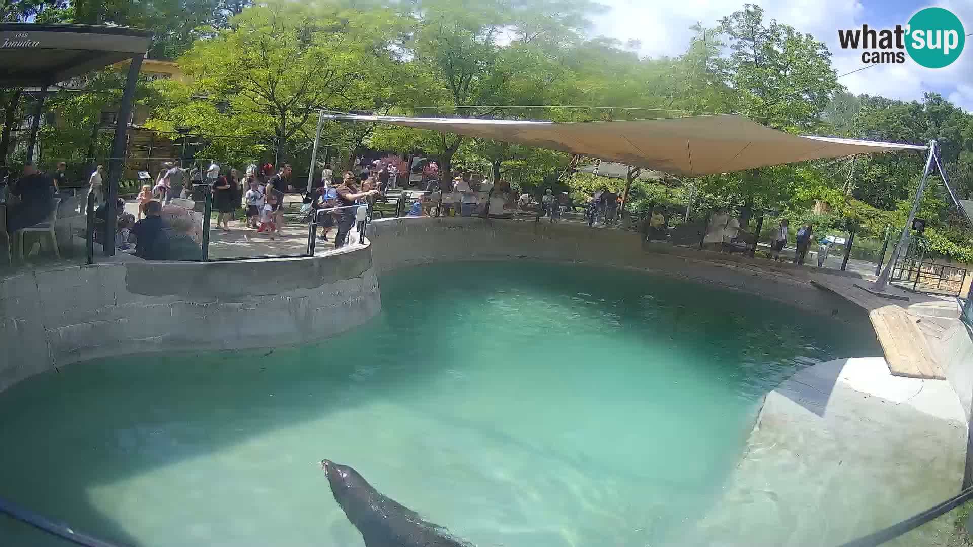 Zoo Zagreb – California Sea Lion