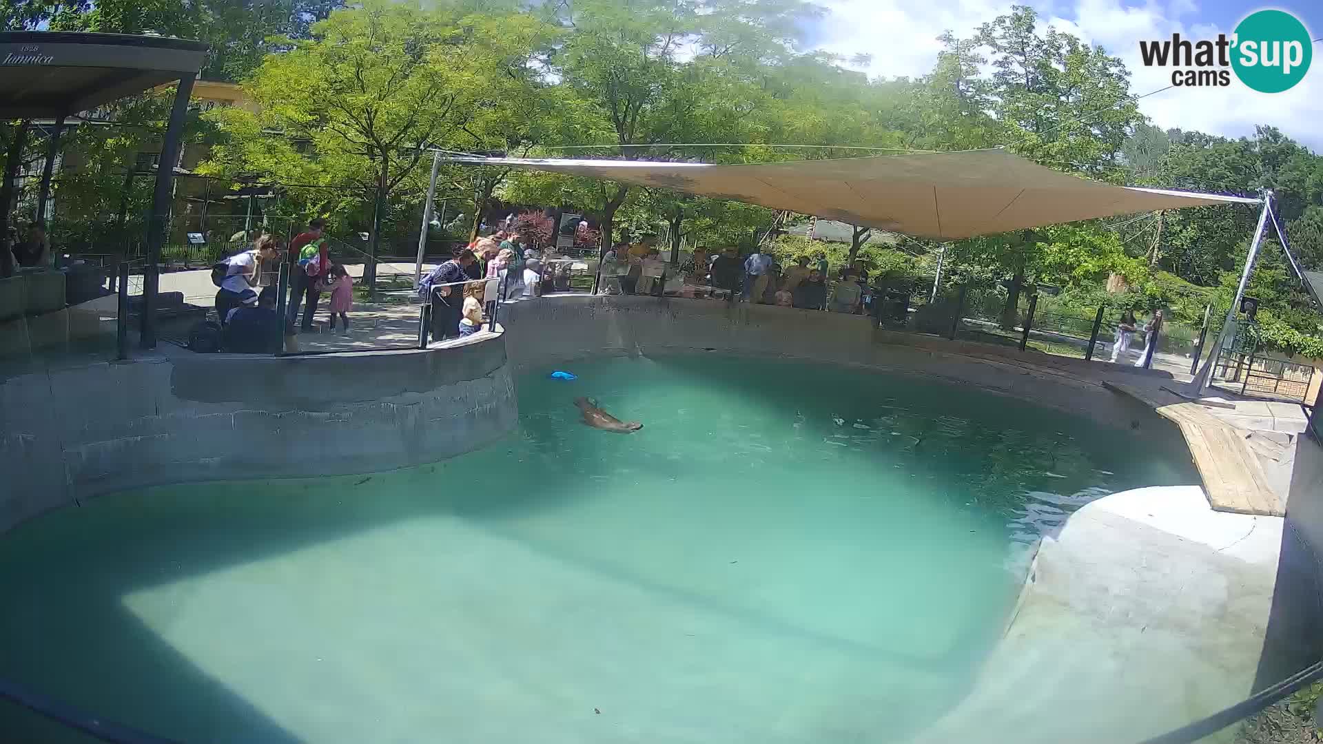 Zoo Zagreb – California Sea Lion