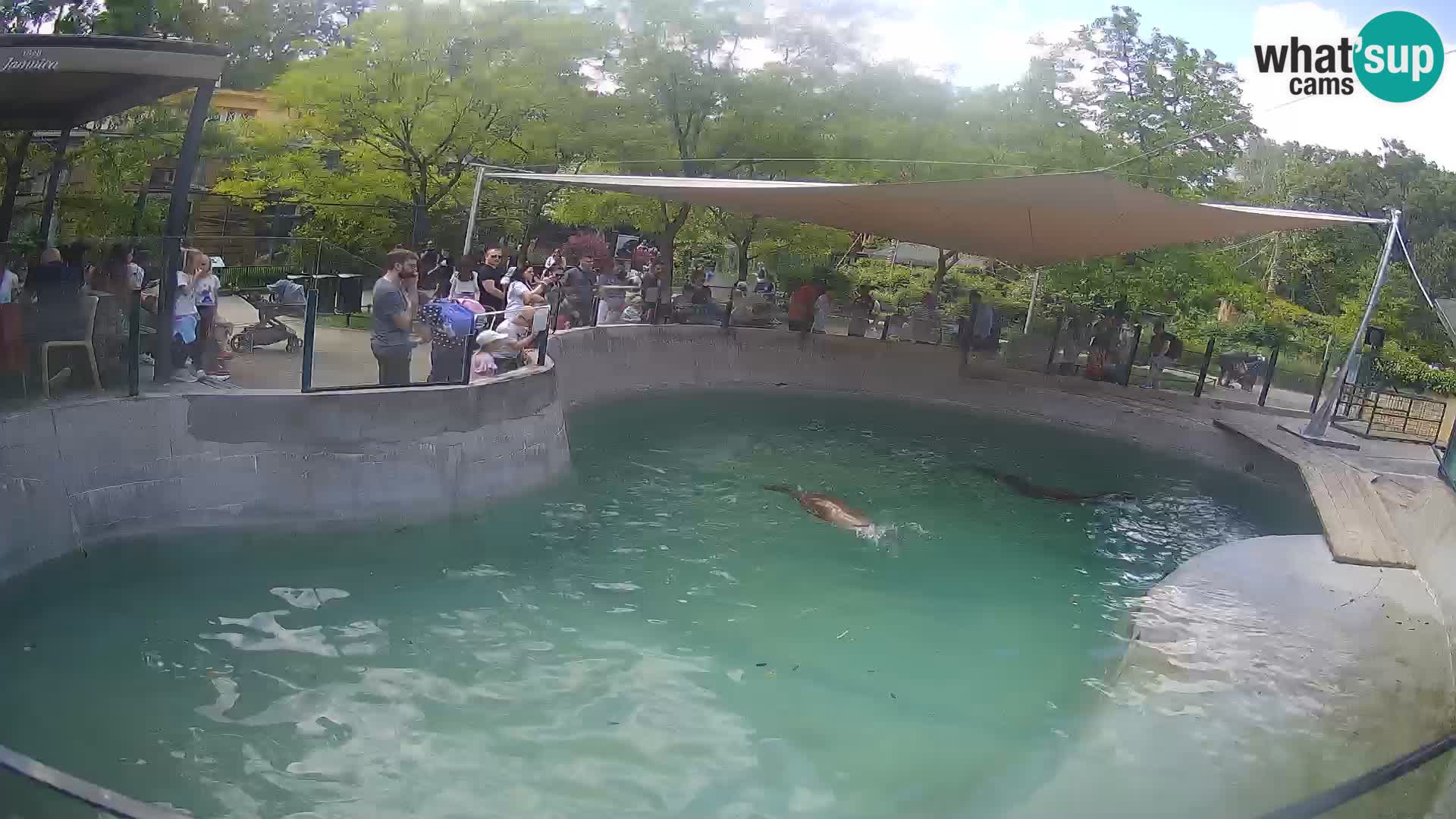 Zoo Zagreb – California Sea Lion