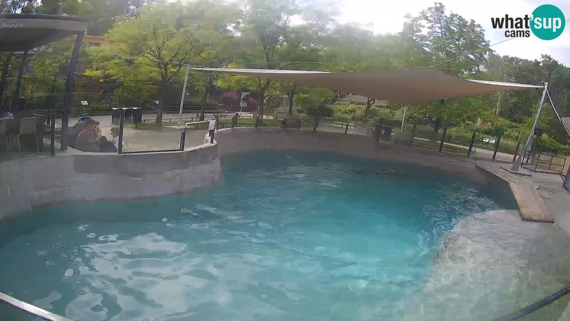 Zoo Zagreb – Kalifornijski morski lav