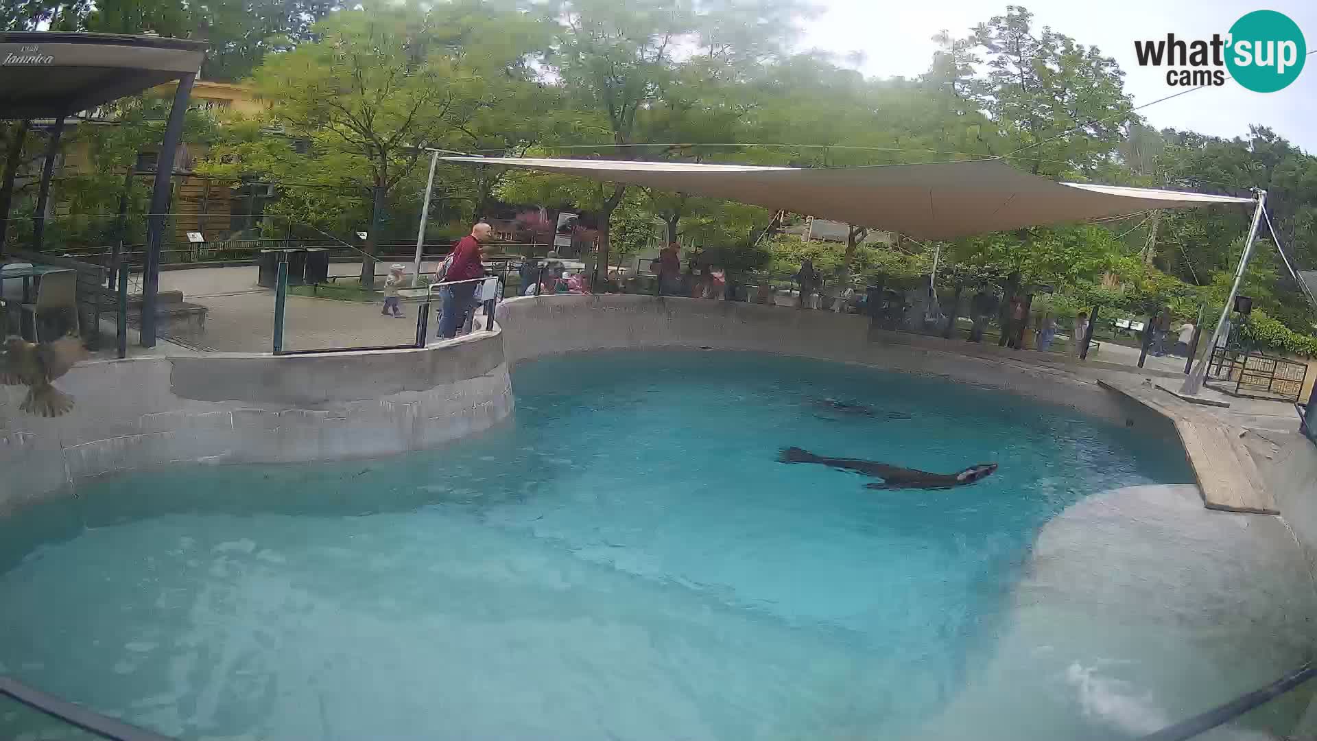 Zoo Zagreb – Kalifornijski morski lav